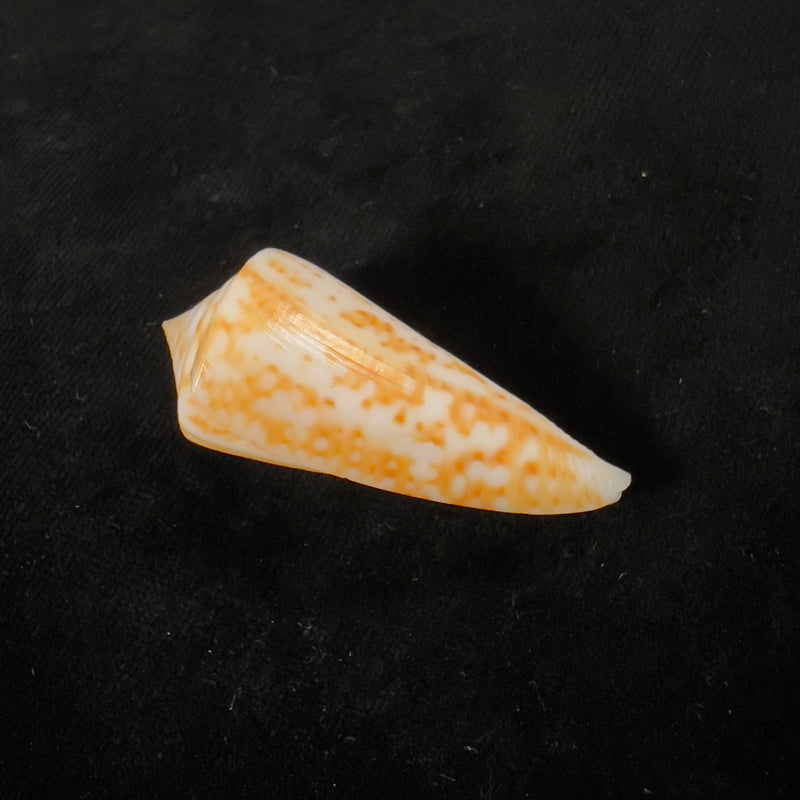 Conus lemniscatus Reeve, 1849 - 46,9mm