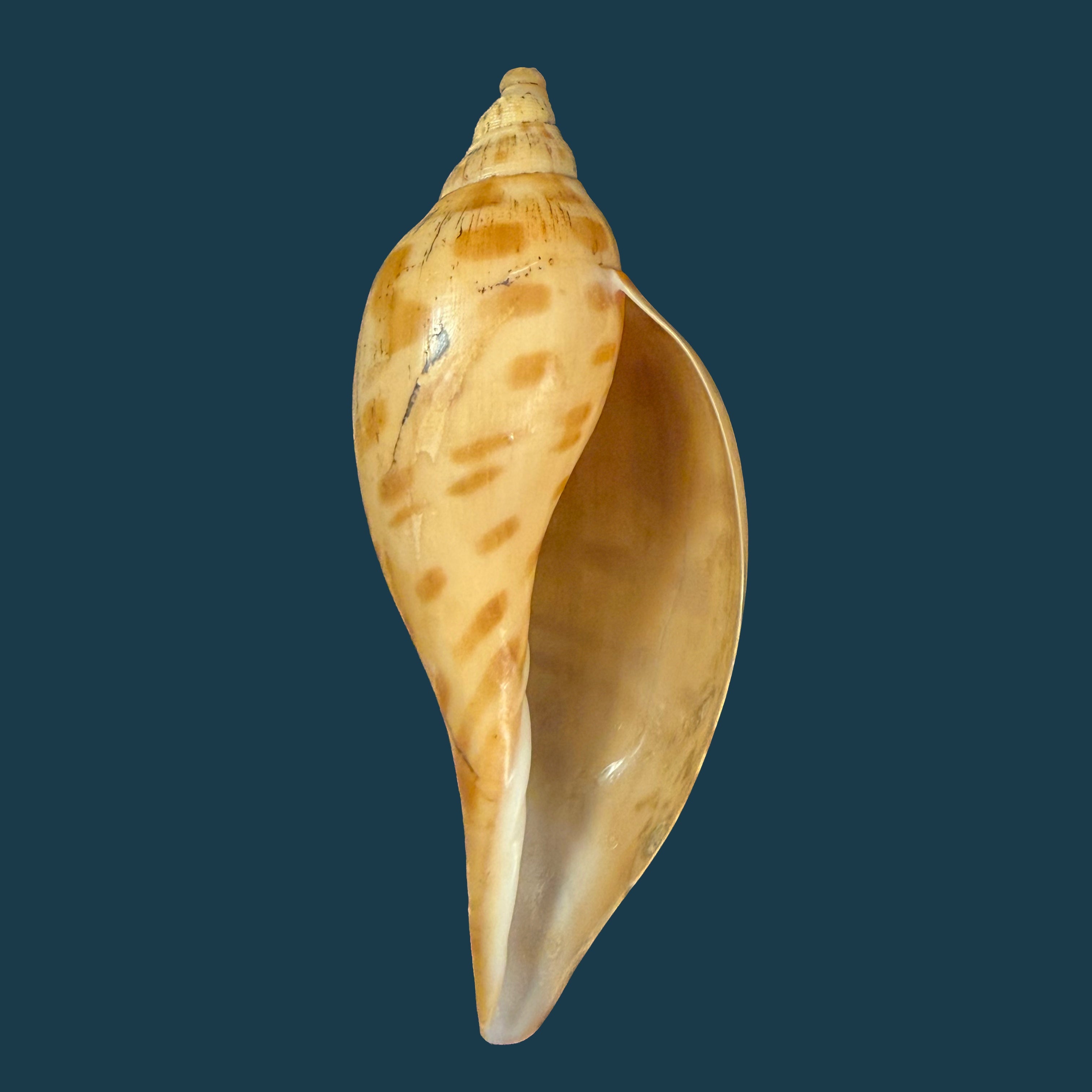 Scaphella evelina F. M. Bayer, 1971 - 136mm