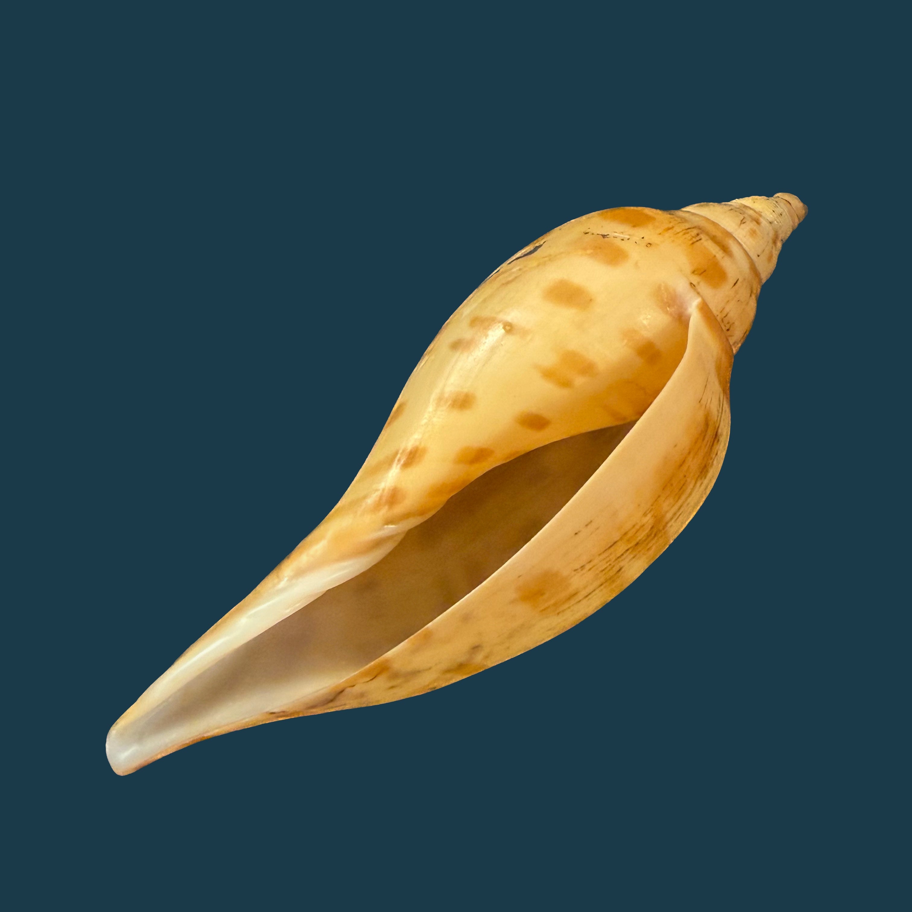 Scaphella evelina F. M. Bayer, 1971 - 136mm