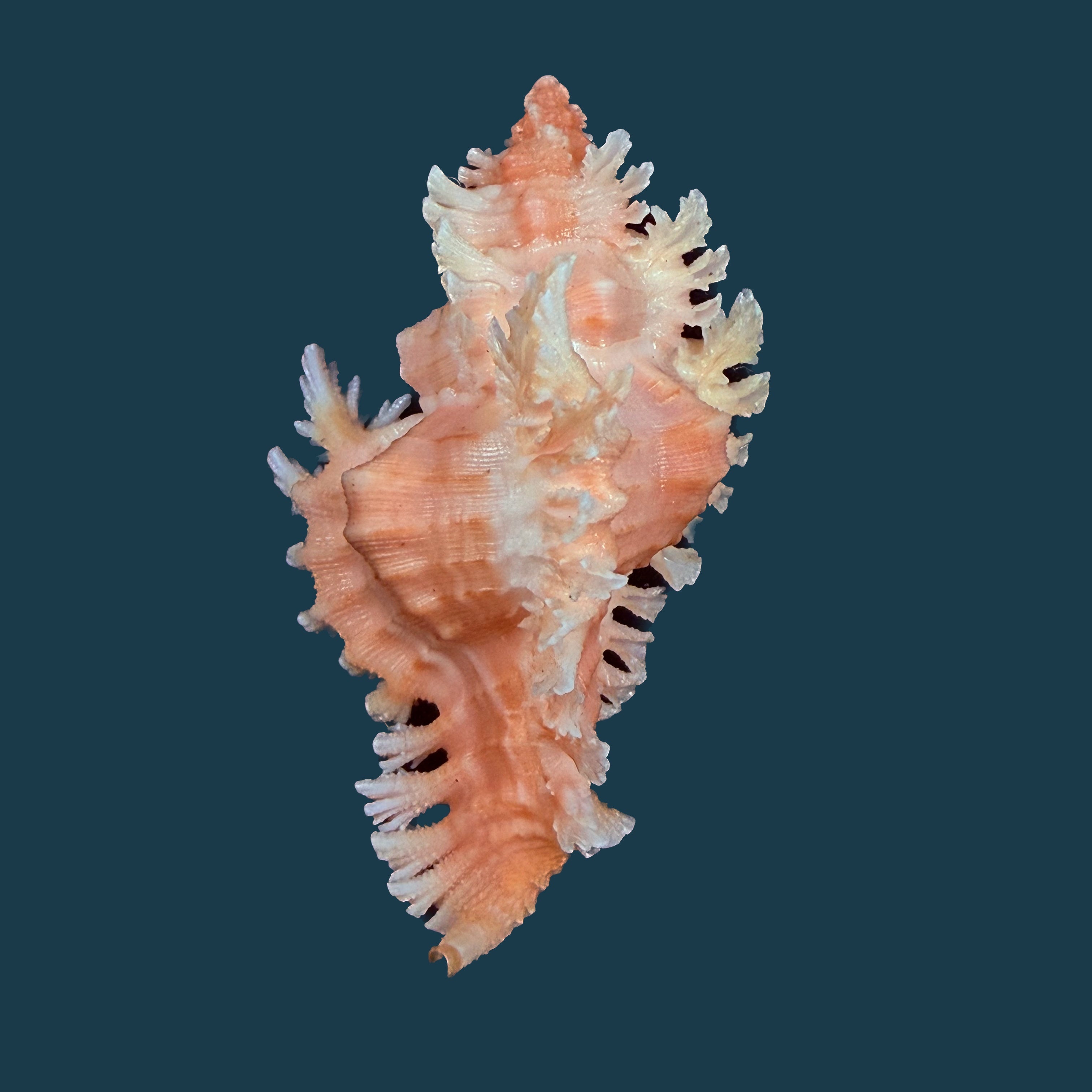 Chicoreus emilyae Petuch, 1987 - 68,5mm