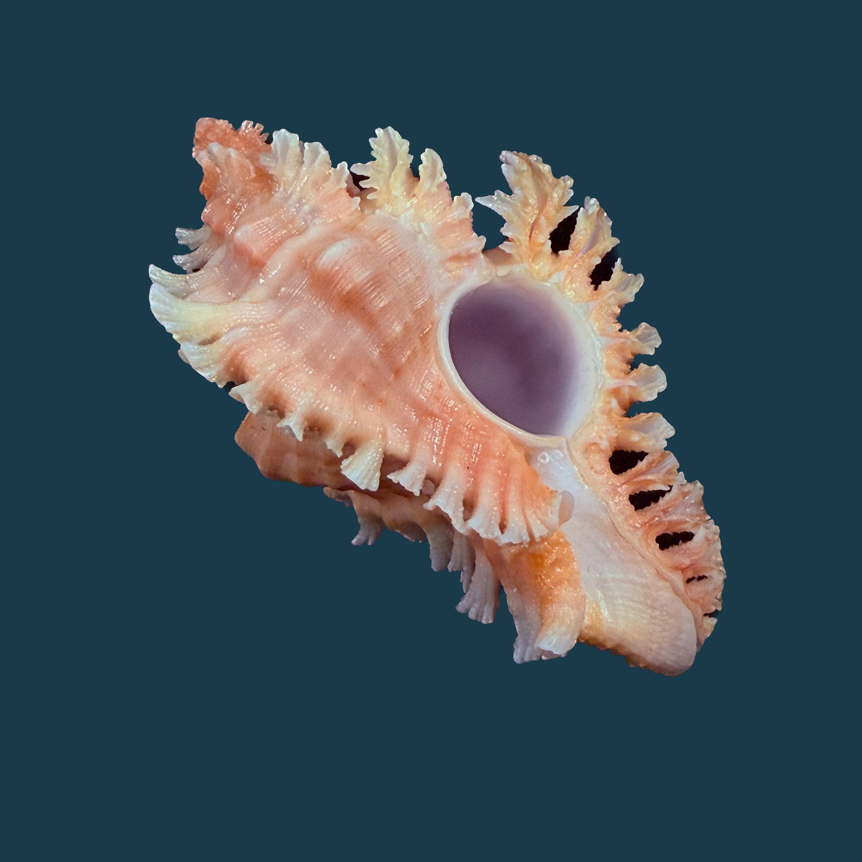 Chicoreus emilyae Petuch, 1987 - 68,5mm