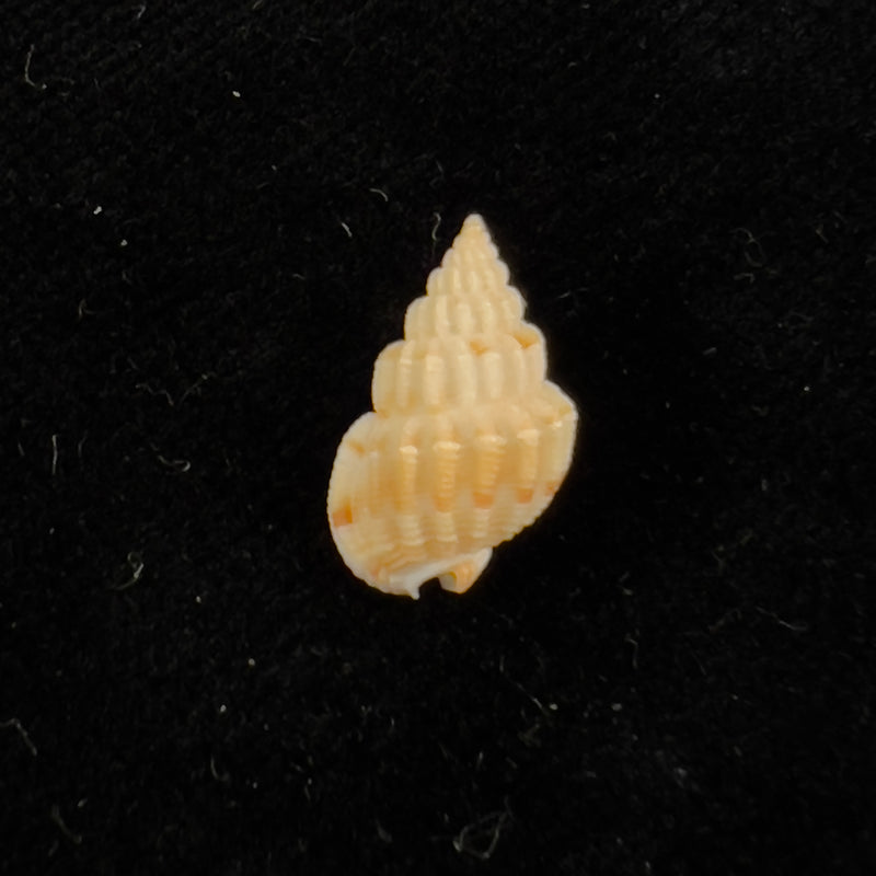 Phrontis alba (Say, 1826) - 13,2mm