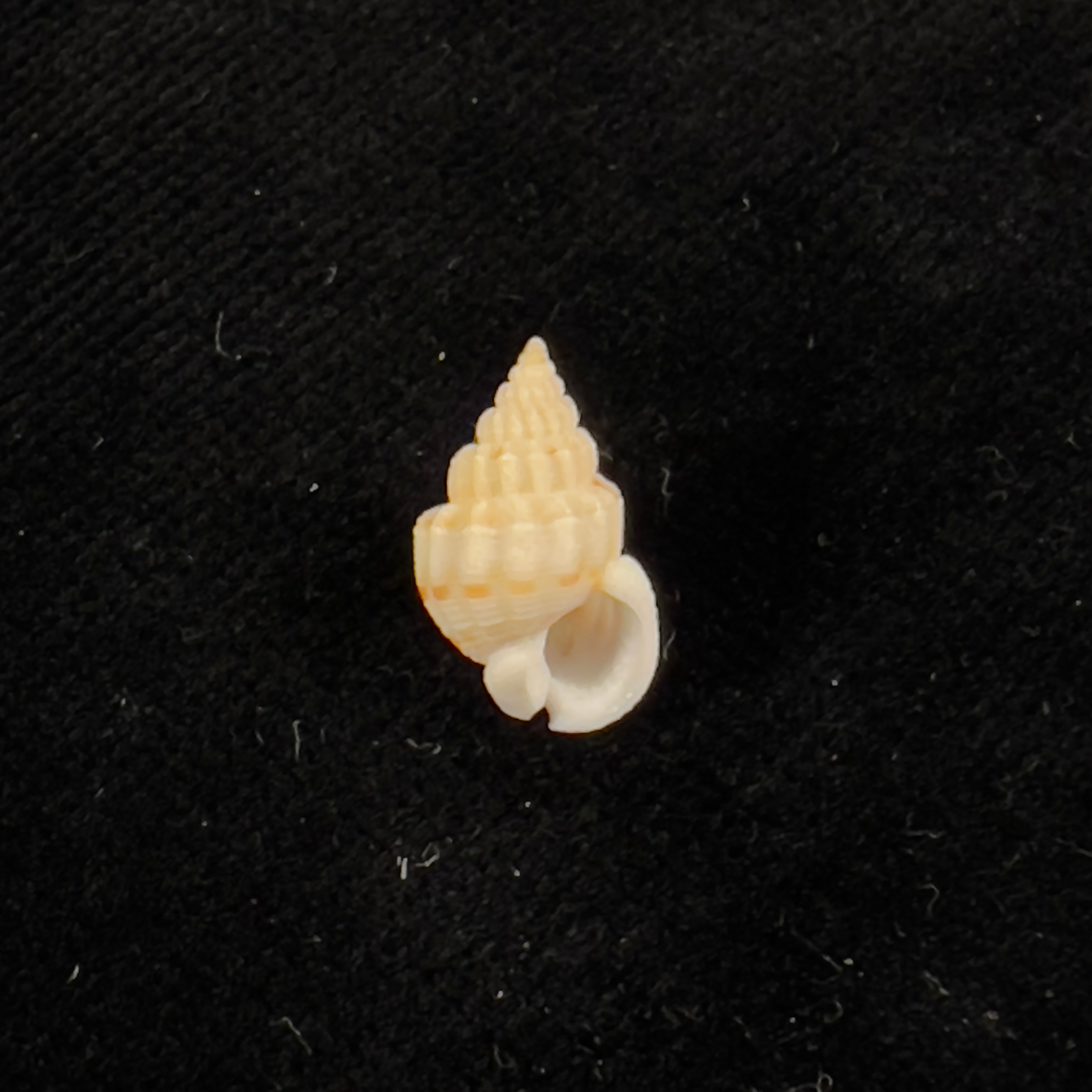 Phrontis alba (Say, 1826) - 13,2mm