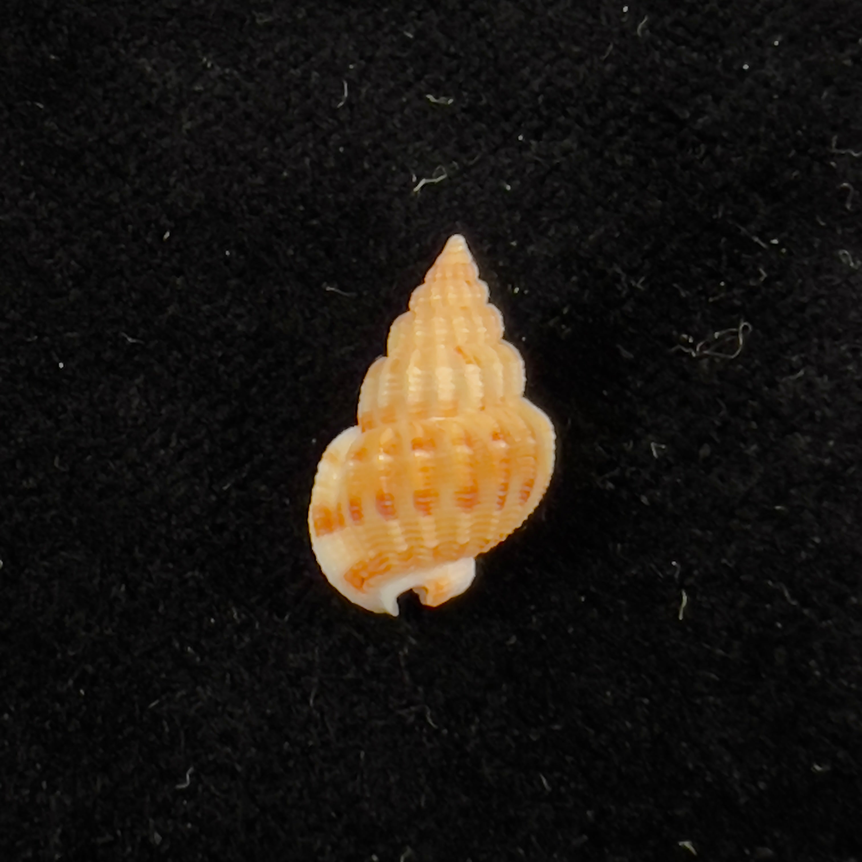 Phrontis alba (Say, 1826) - 14,5mm