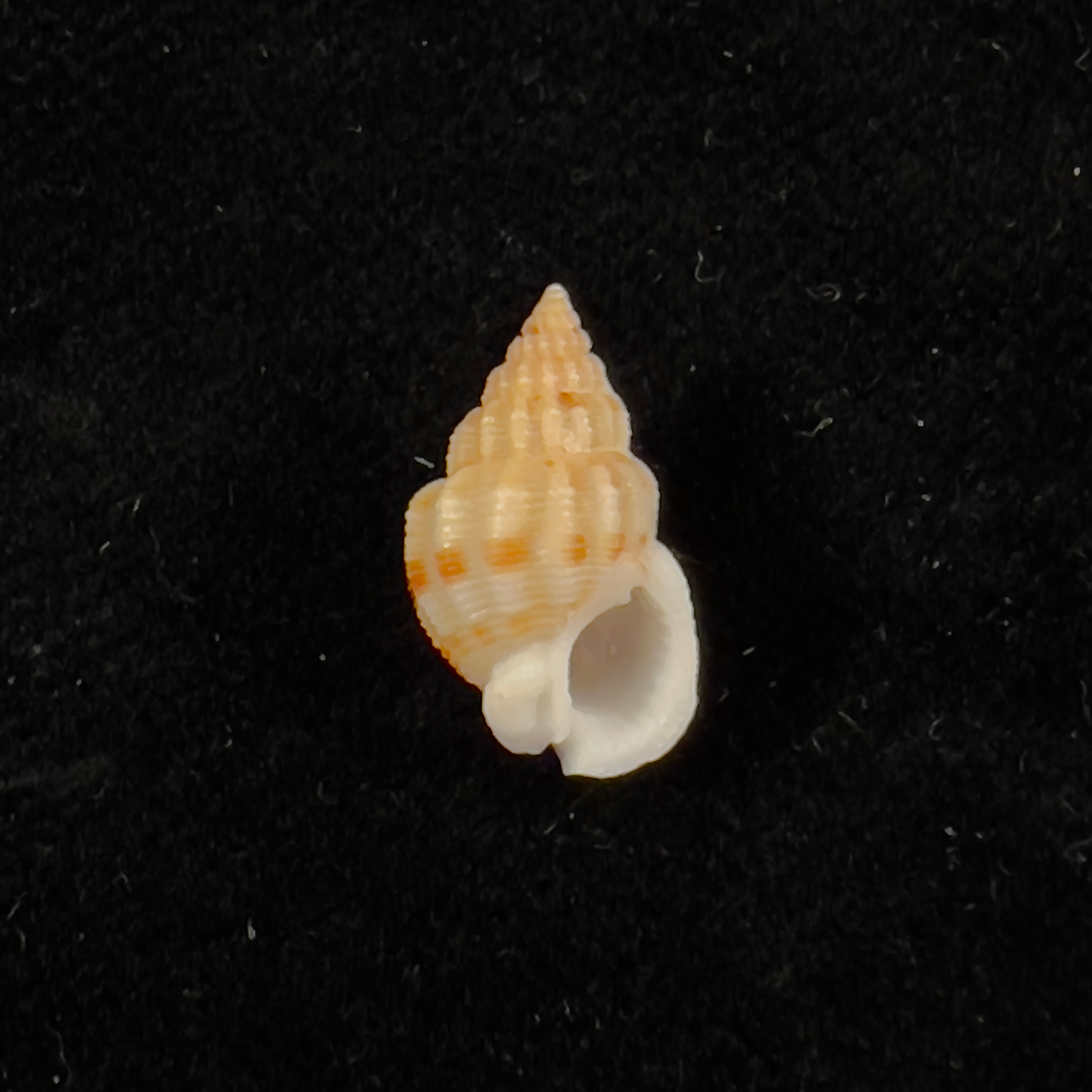 Phrontis alba (Say, 1826) - 14,5mm