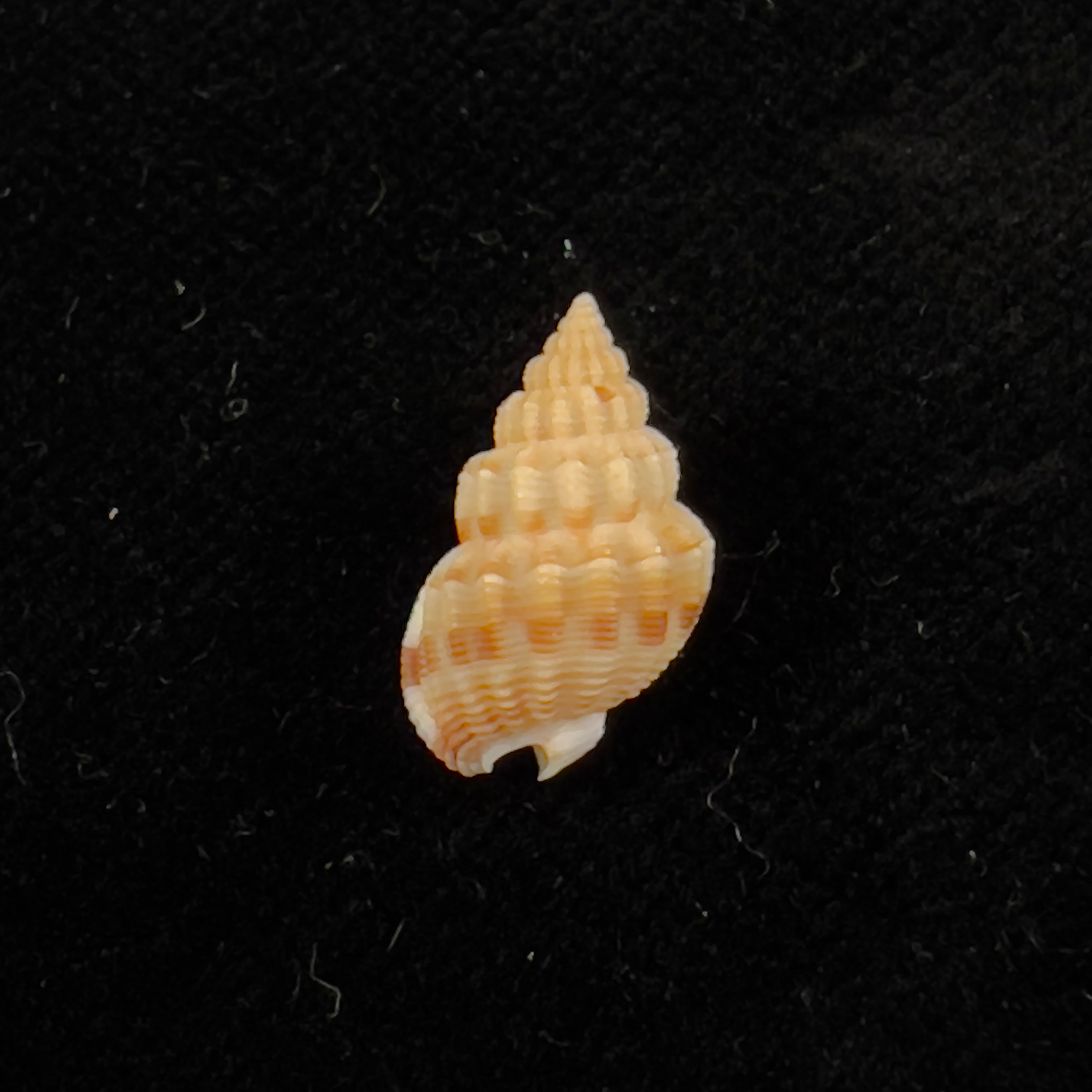Phrontis alba (Say, 1826) - 14,2mm