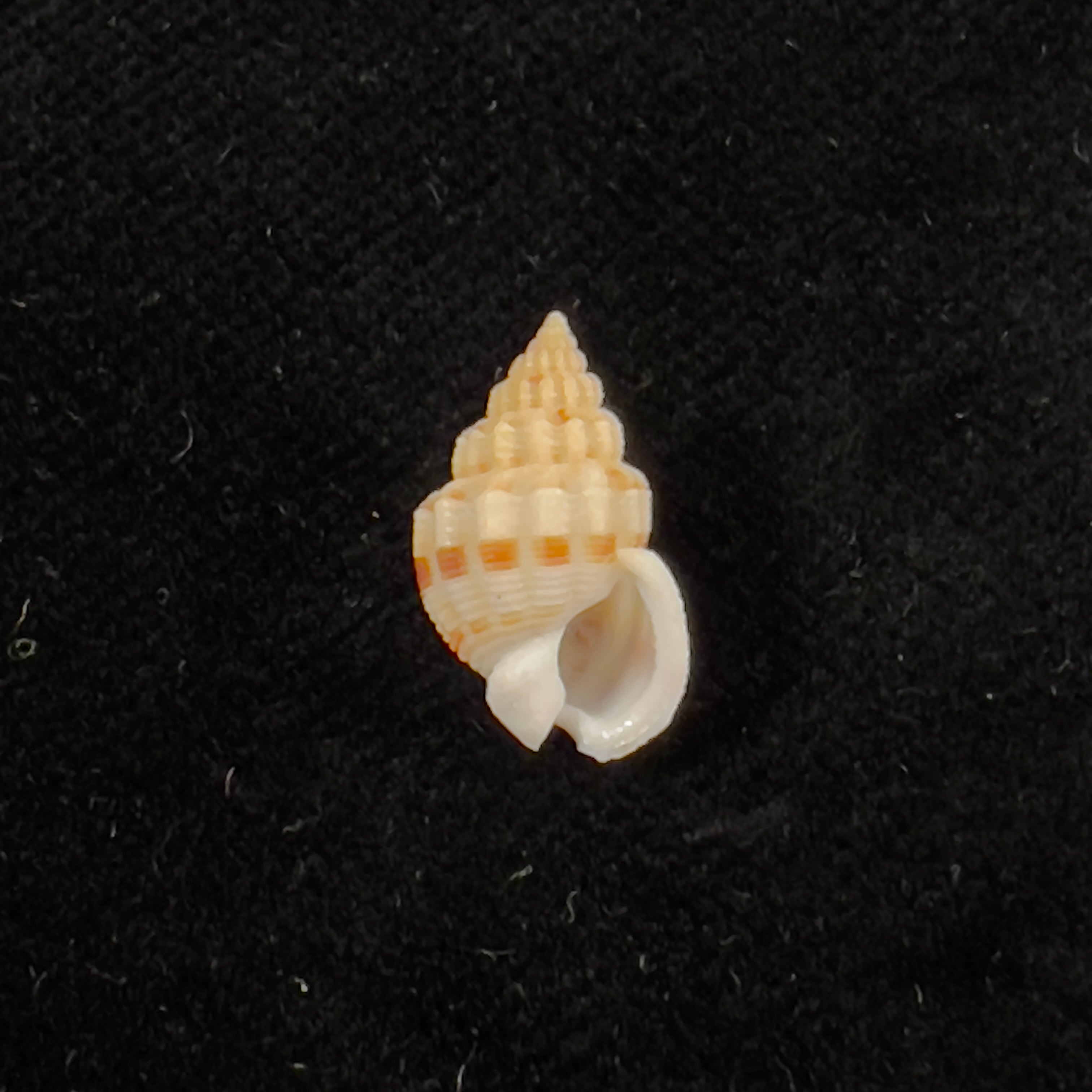 Phrontis alba (Say, 1826) - 14,2mm
