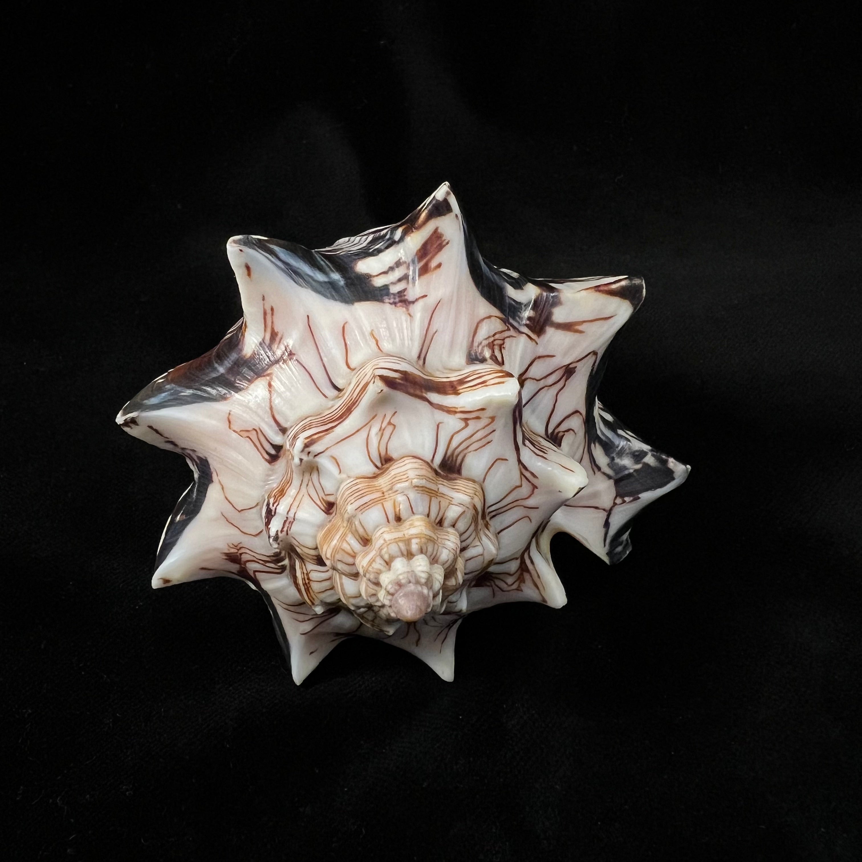 Voluta ebraea Linnaeus, 1758 - 121,9mm