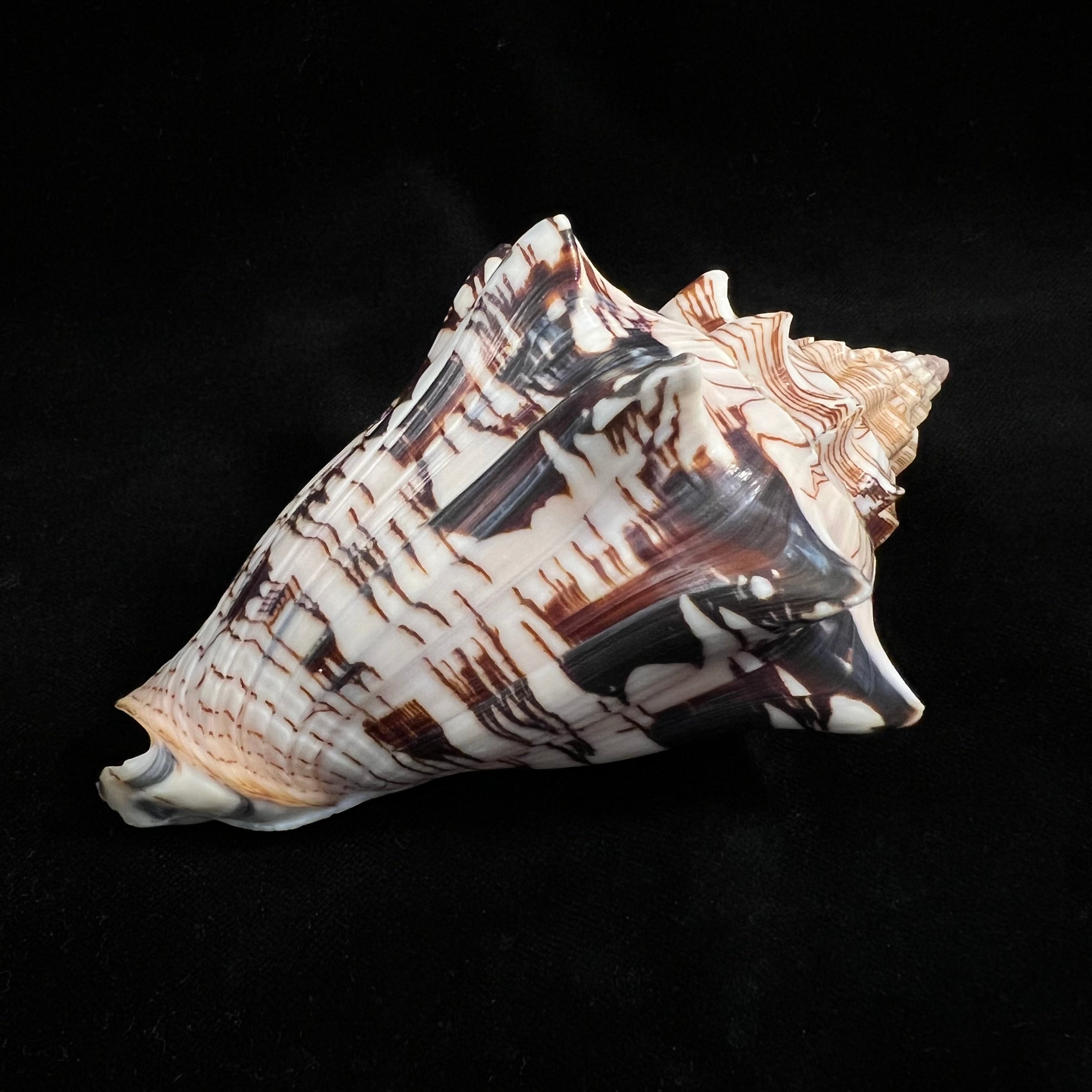 Voluta ebraea Linnaeus, 1758 - 121,9mm