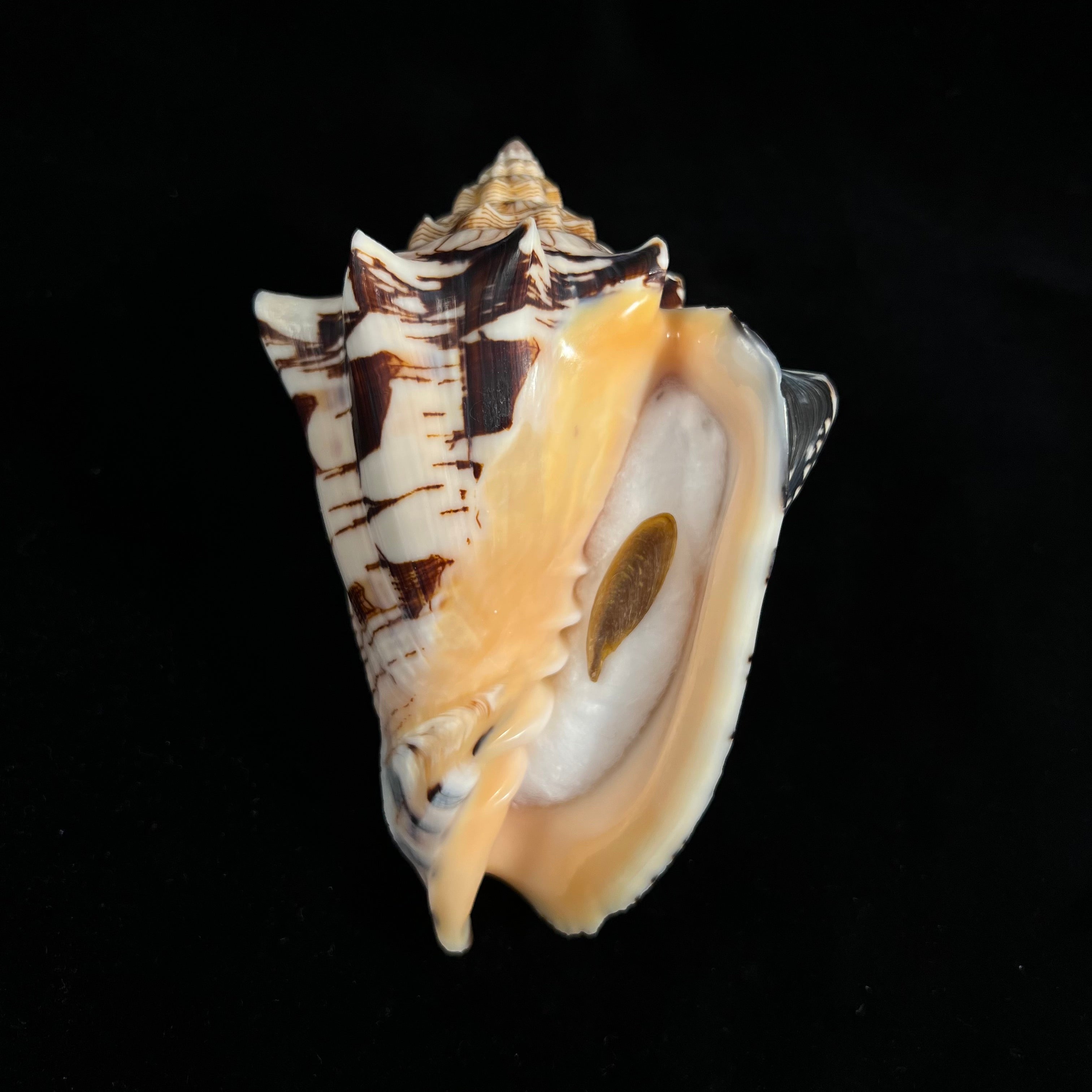 Voluta ebraea Linnaeus, 1758 - 121,9mm