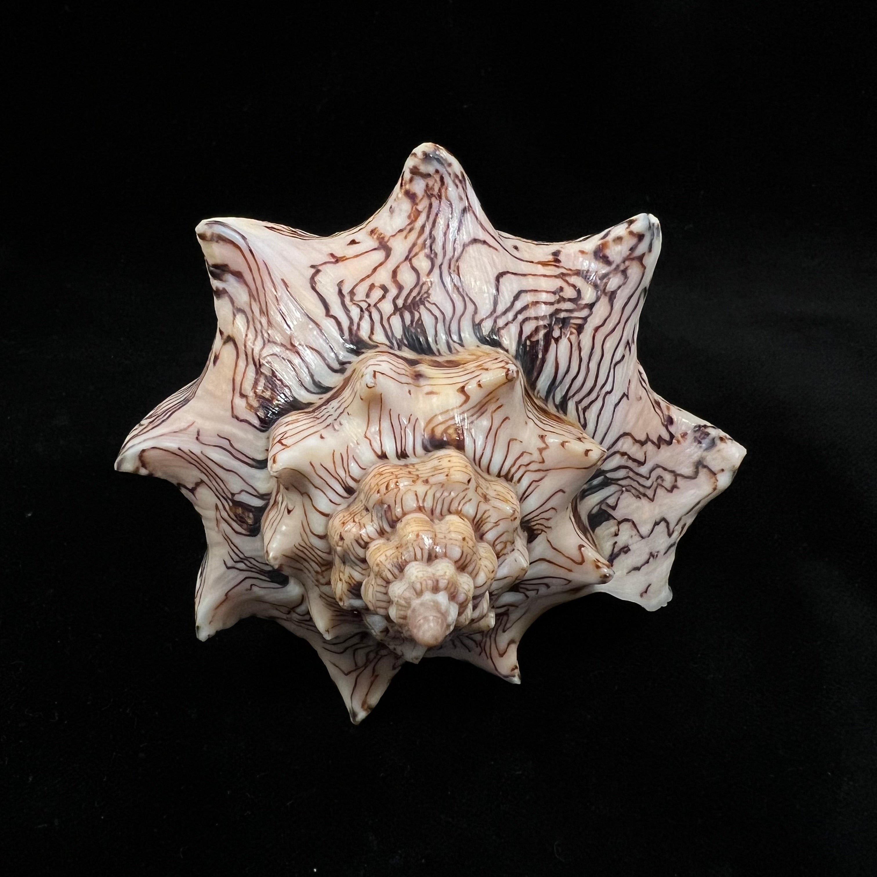 Voluta ebraea Linnaeus, 1758 - 141mm