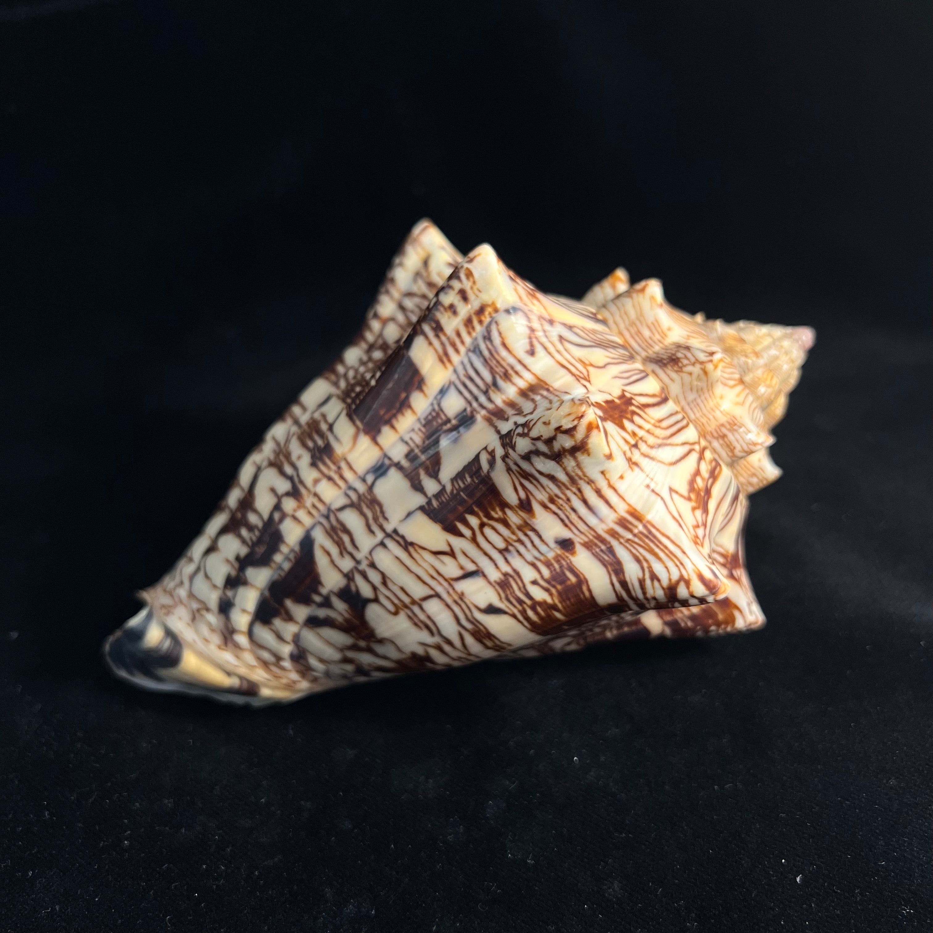Voluta ebraea Linnaeus, 1758 - 147,1mm