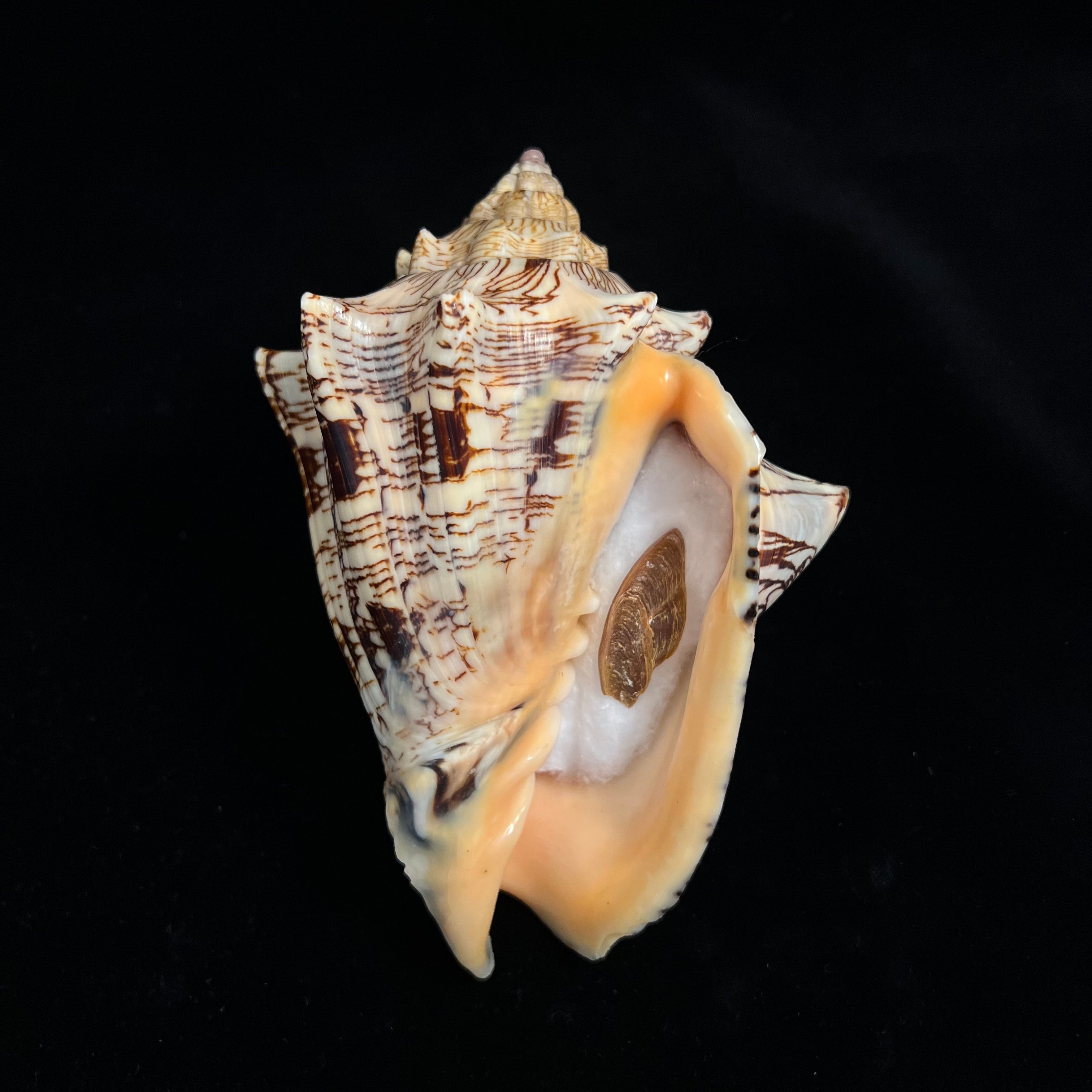 Voluta ebraea Linnaeus, 1758 - 147,1mm
