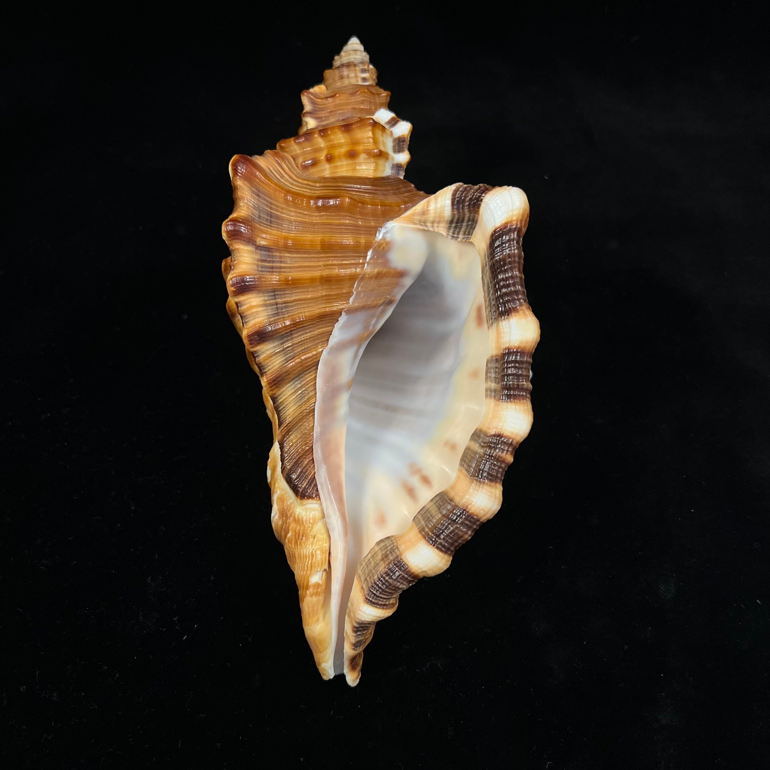 Cymatium raderi D'Attilio & B. W. Myers, 1984 - 168,2mm