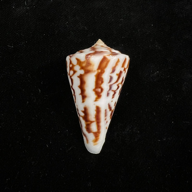 Conus clerii Reeve, 1844 - 42mm