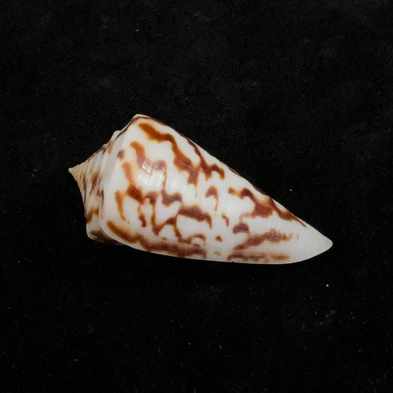 Conus clerii Reeve, 1844 - 41mm