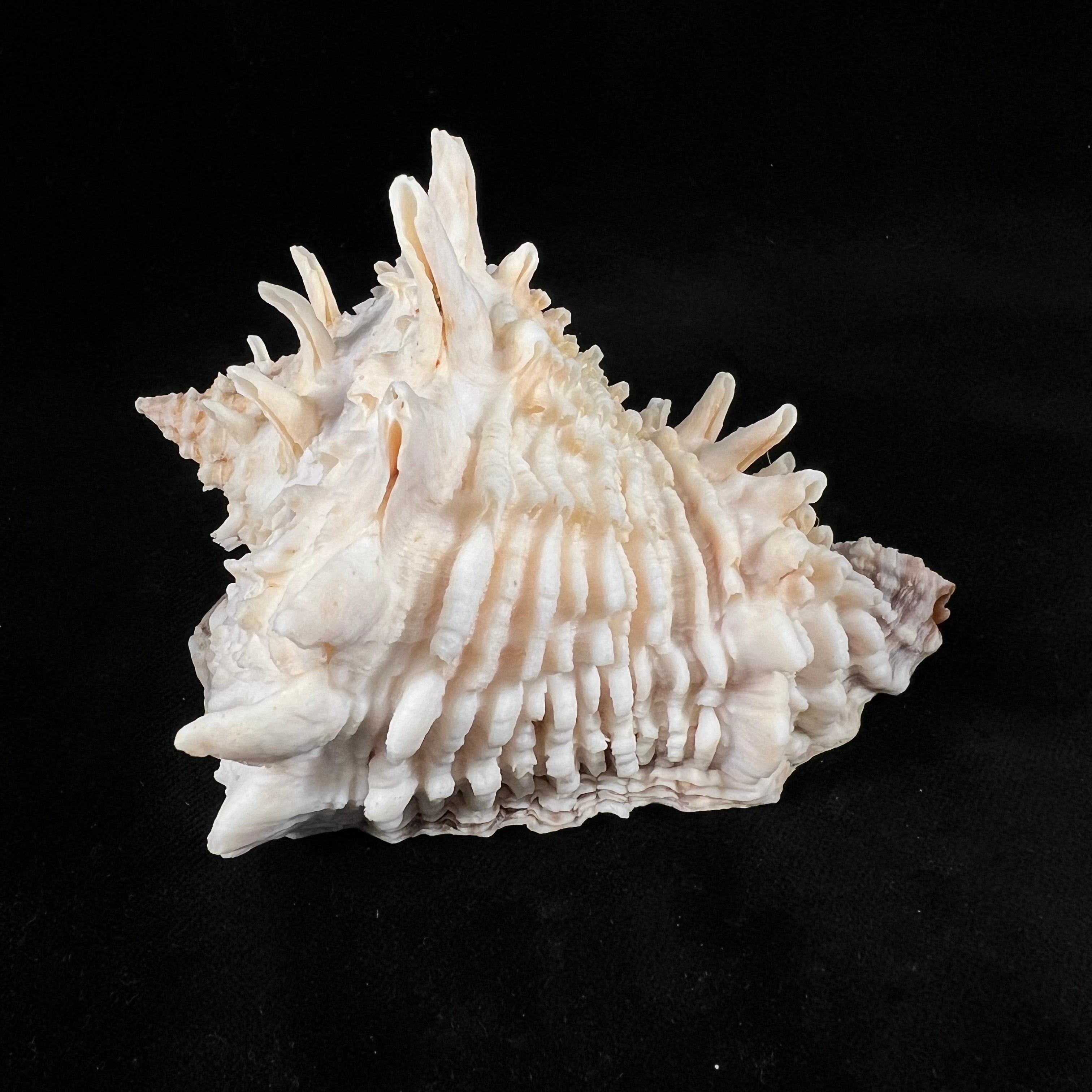 Aristovasum cassiforme (Kiener, 1840) - 111,15mm