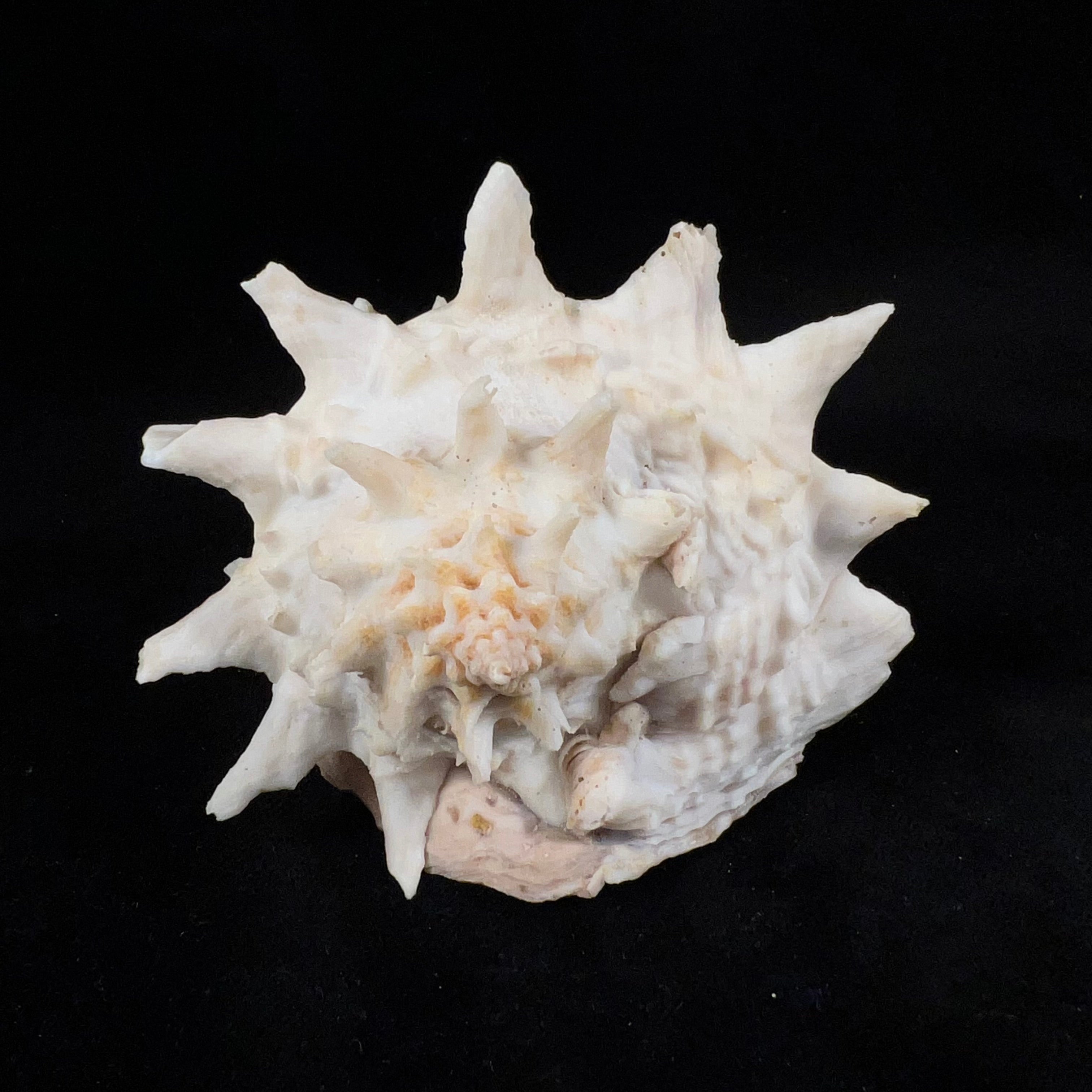 Aristovasum cassiforme (Kiener, 1840) - 111,15mm