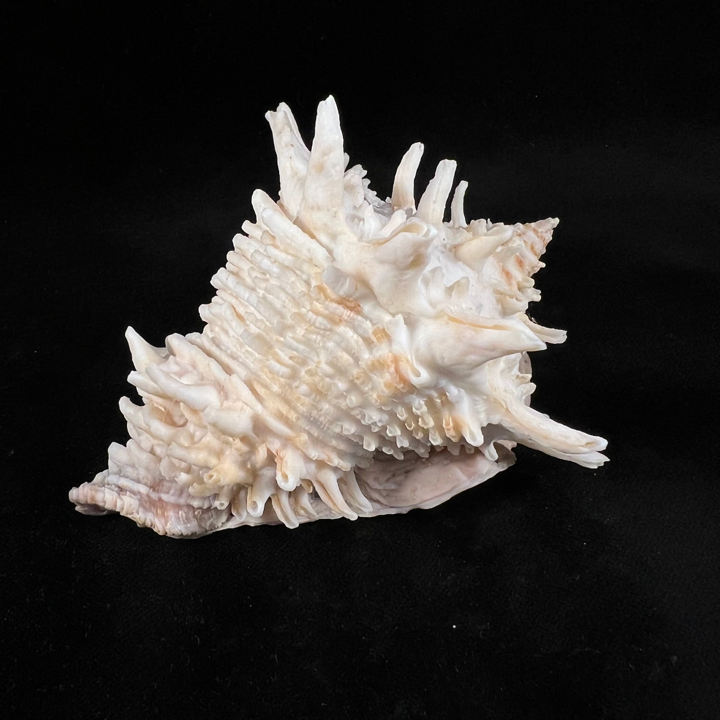 Aristovasum cassiforme (Kiener, 1840) - 111,15mm