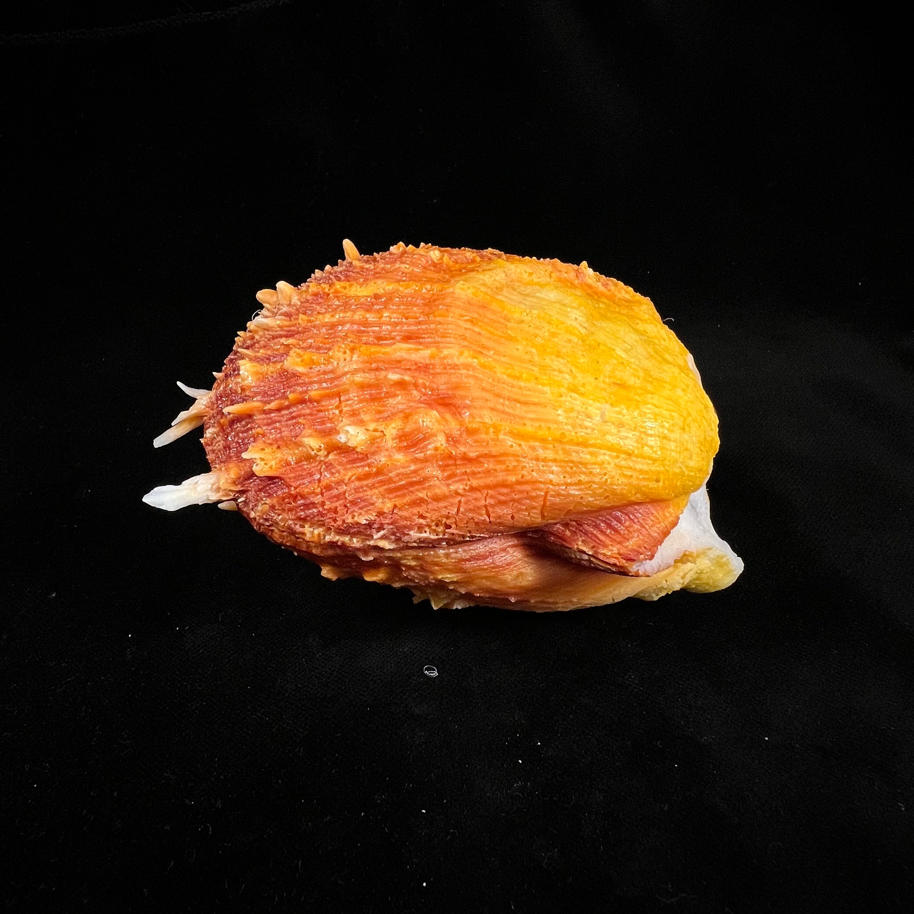 Spondylus ictericus Reeve, 1856 - 111,7mm