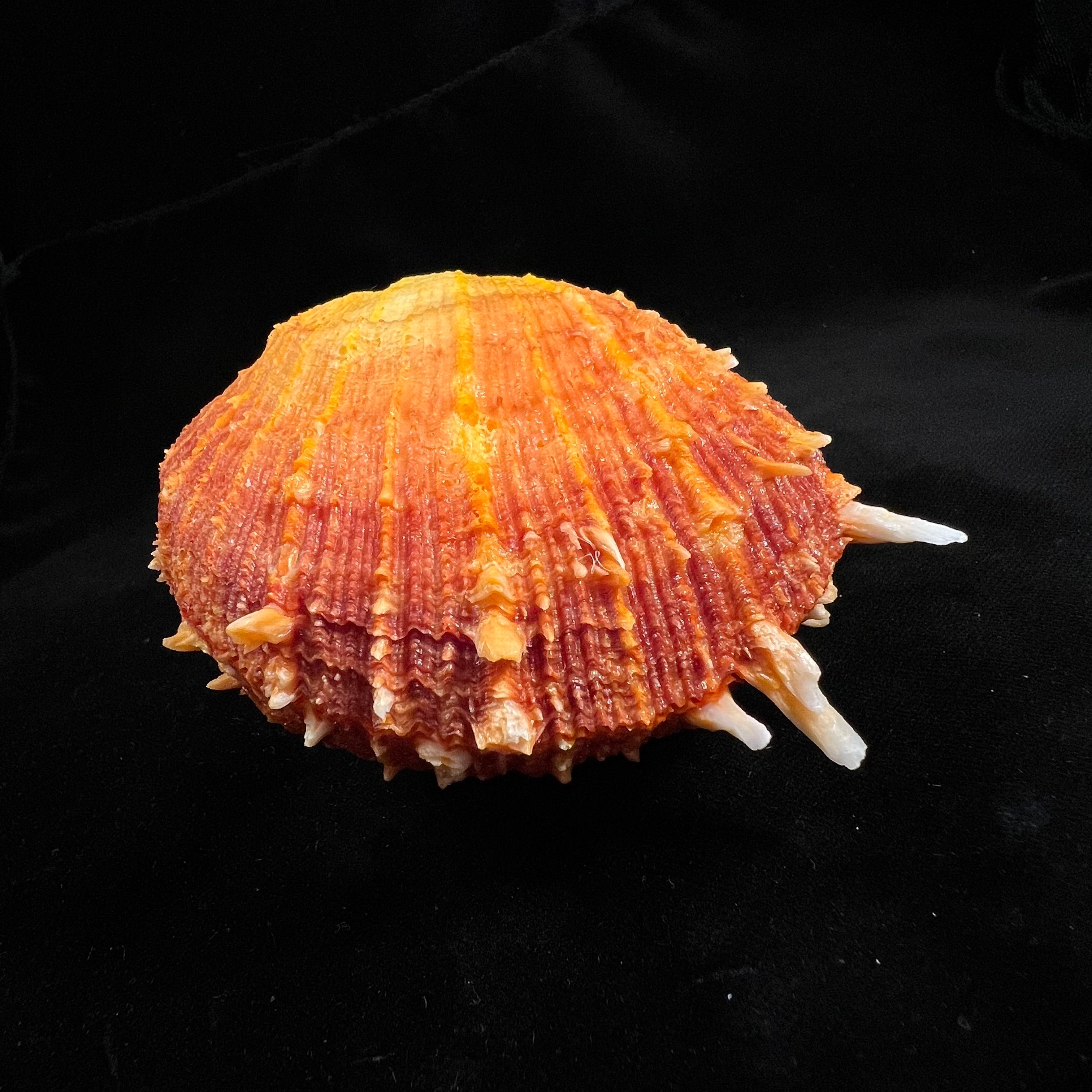Spondylus ictericus Reeve, 1856 - 111,7mm