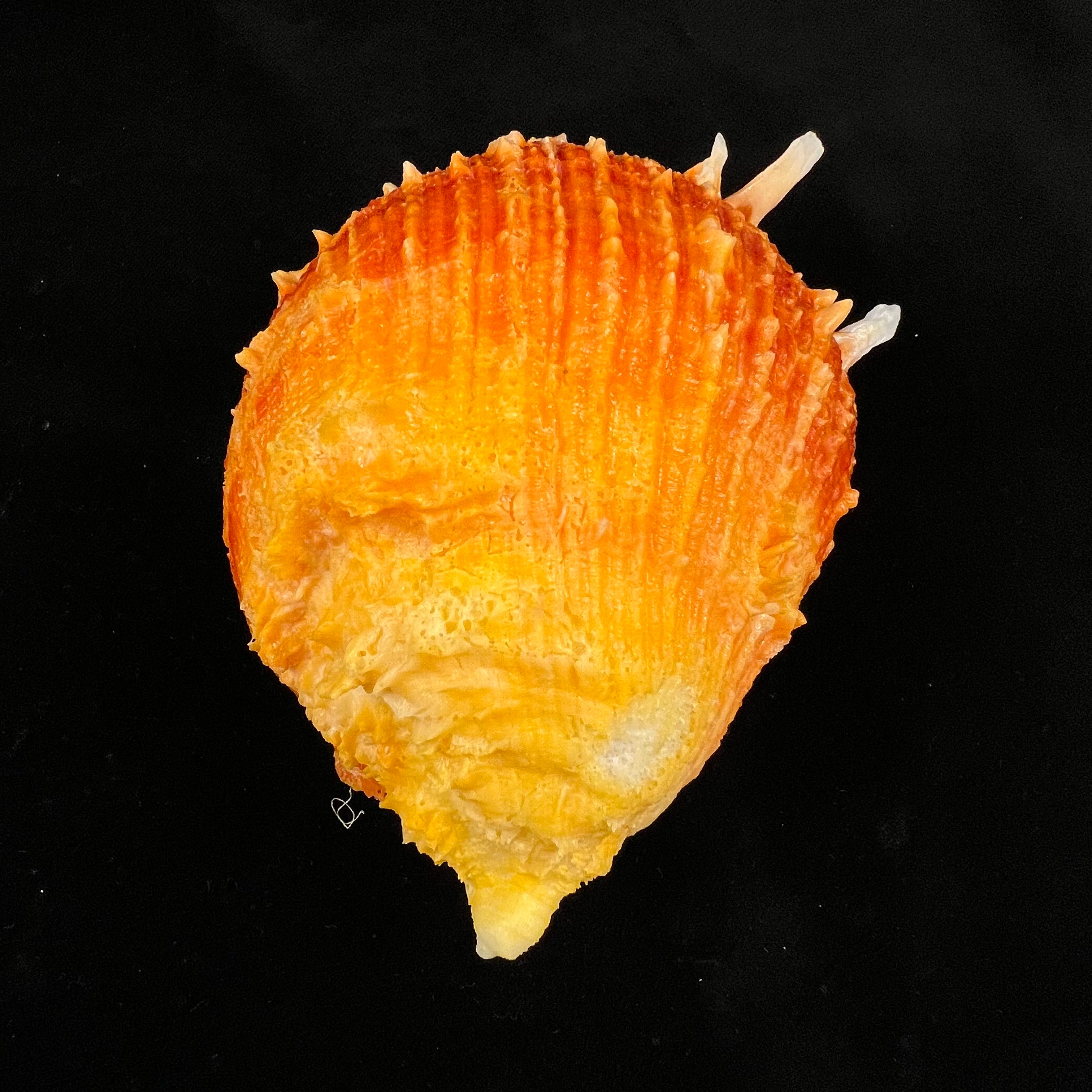 Spondylus ictericus Reeve, 1856 - 111,7mm