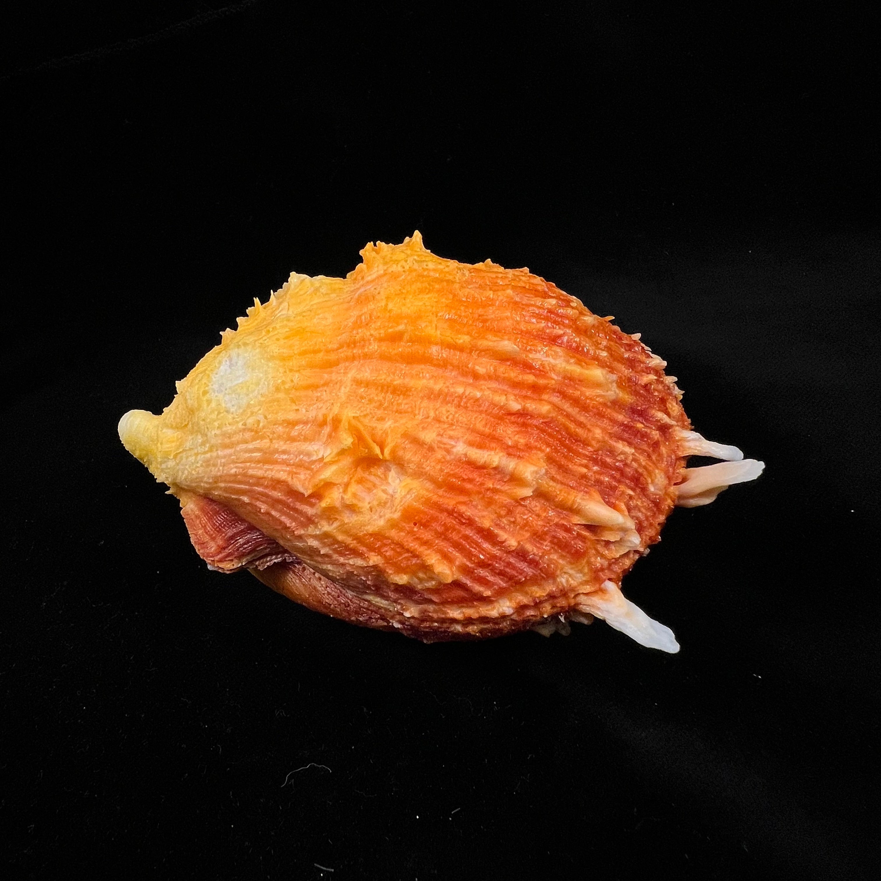 Spondylus ictericus Reeve, 1856 - 111,7mm