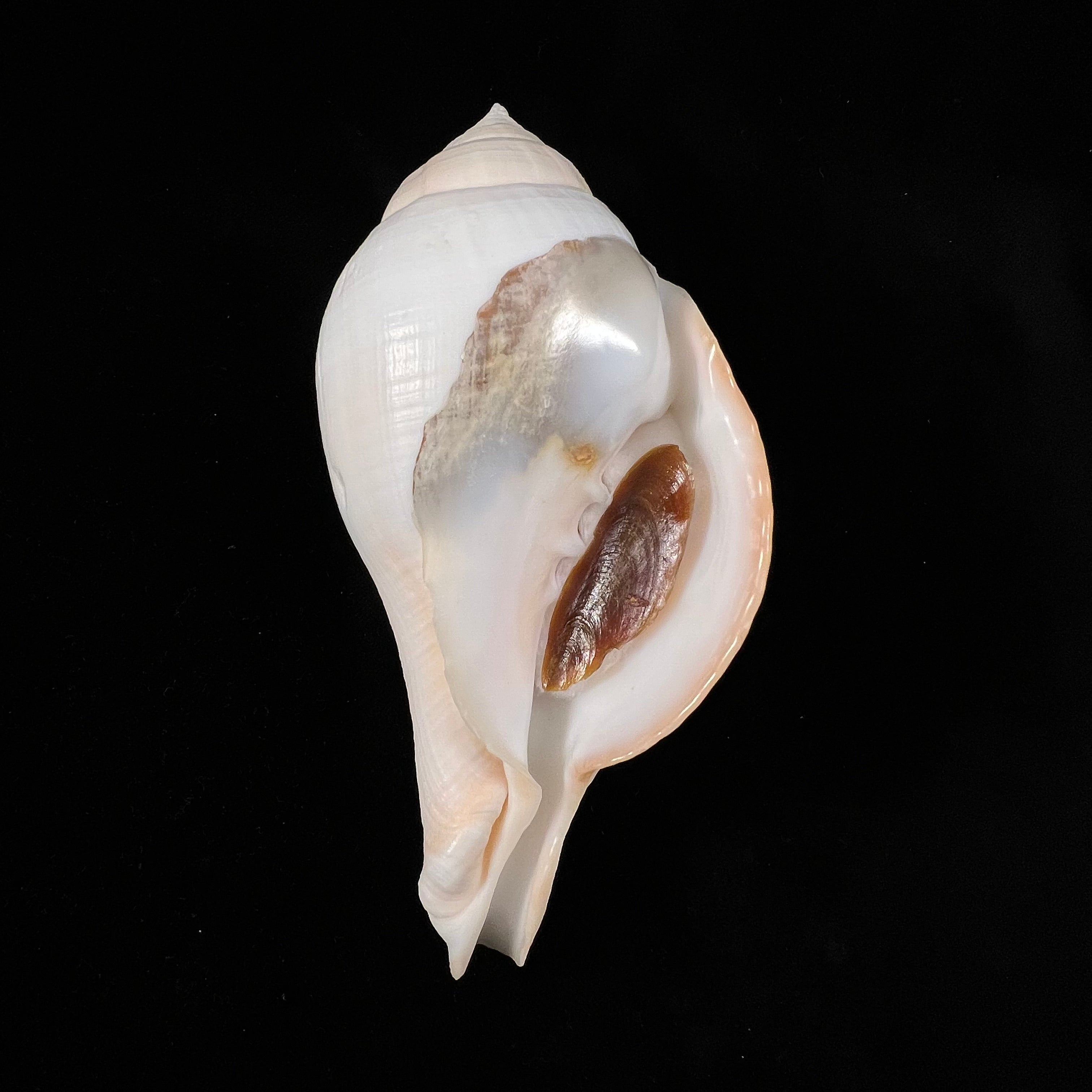 Turbinella laevigata Anton, 1838 - 172,6毫米
