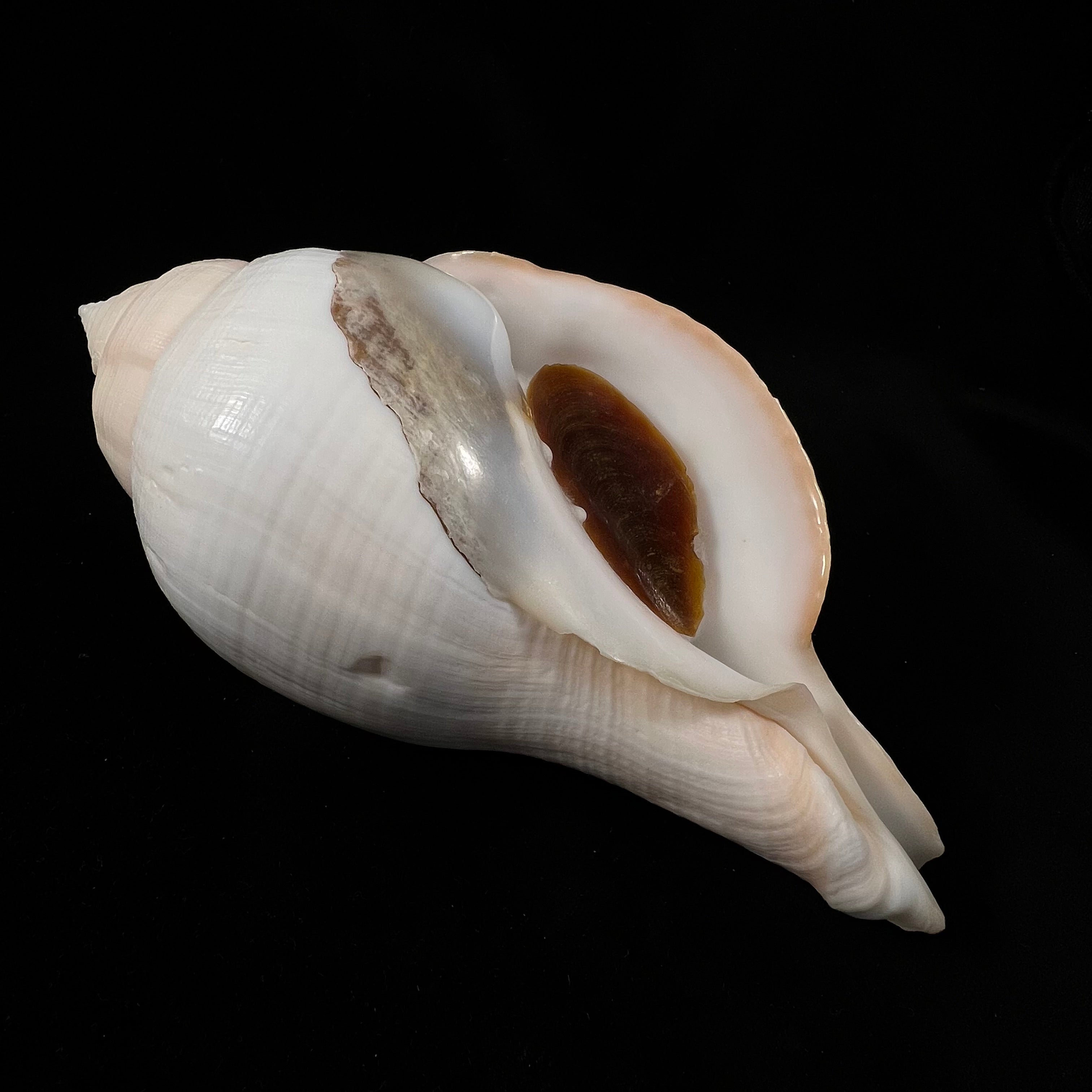 Turbinella laevigata Anton, 1838 - 172,6毫米
