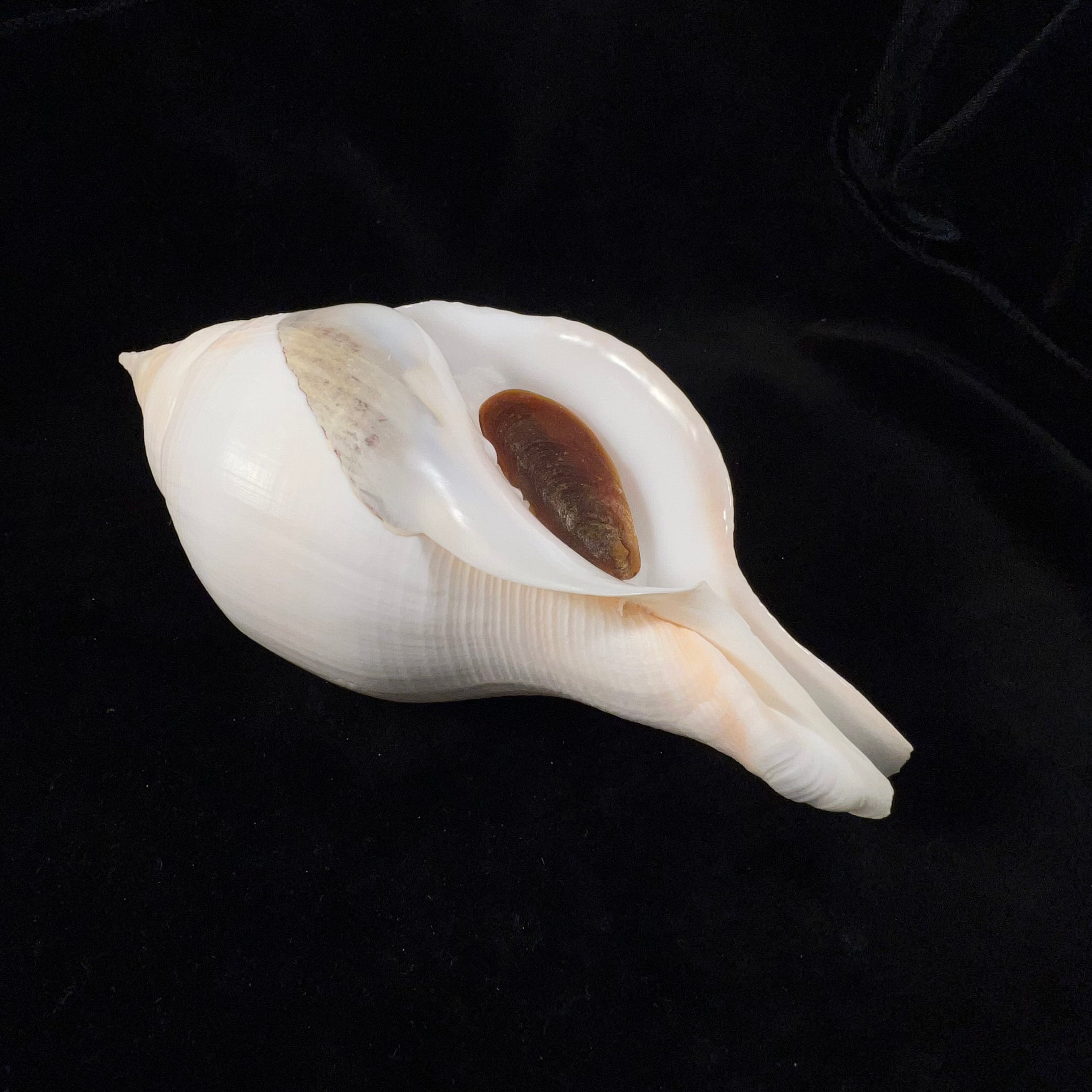 Turbinella laevigata Anton, 1838 - 189毫米
