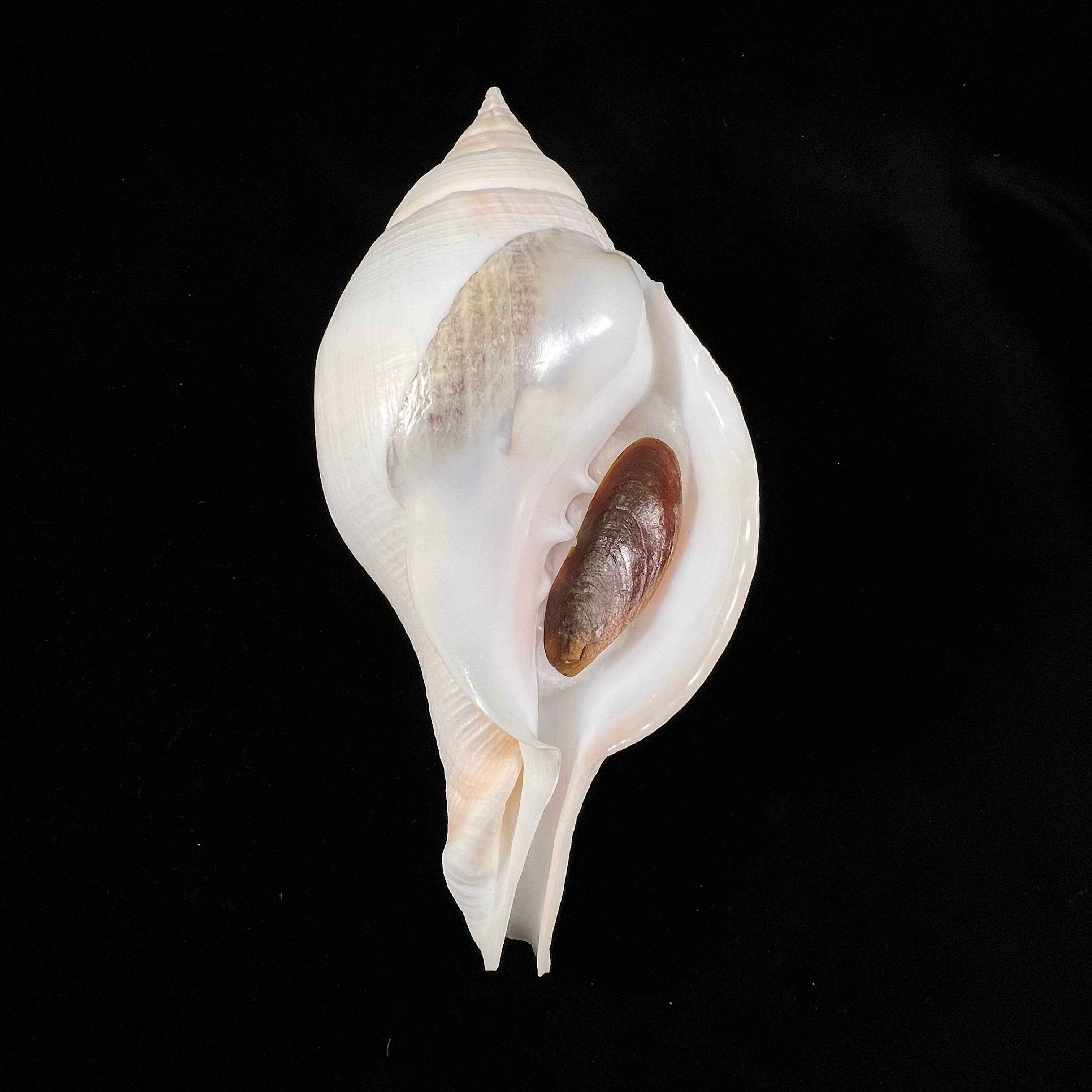 Turbinella laevigata Anton, 1838 - 189毫米