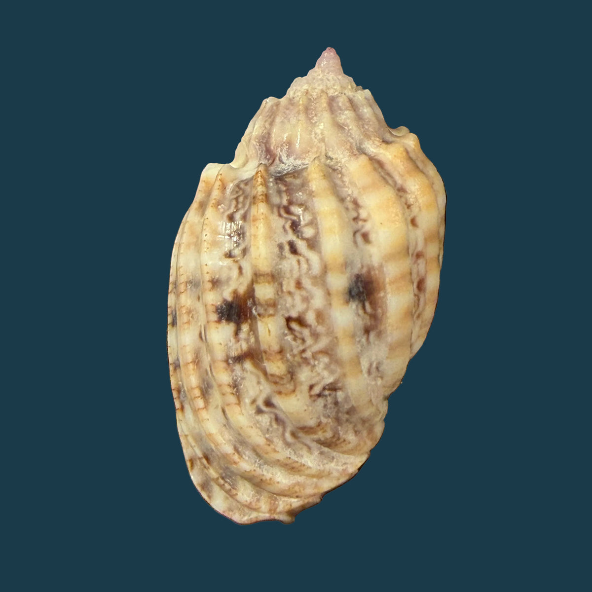 Harpa amouretta crassa Mörch, 1852 - 34,1mm