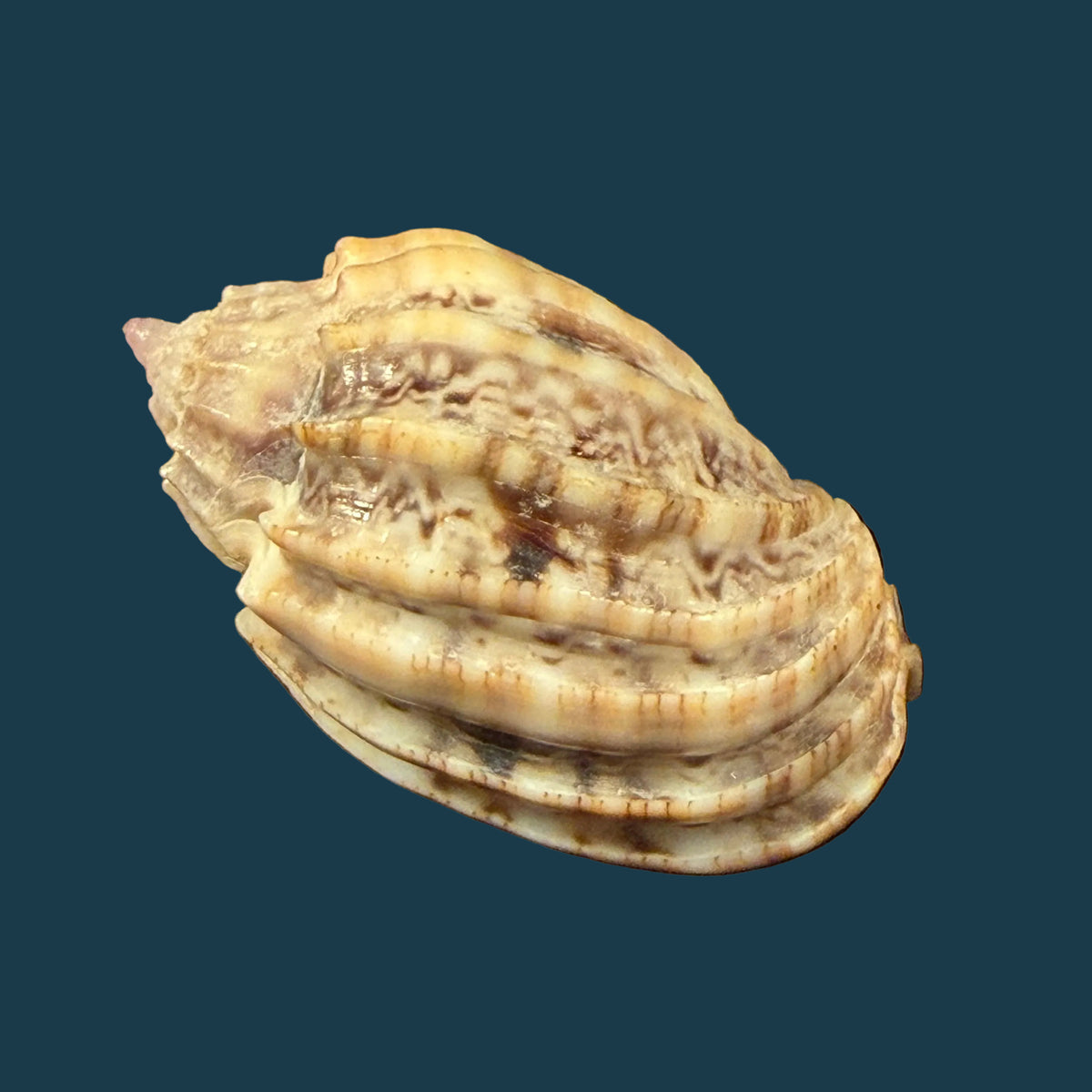 Harpa amouretta crassa Mörch, 1852 - 34,1mm