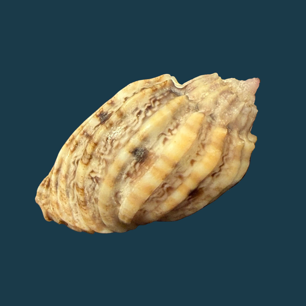 Harpa amouretta crassa Mörch, 1852 - 34,1mm