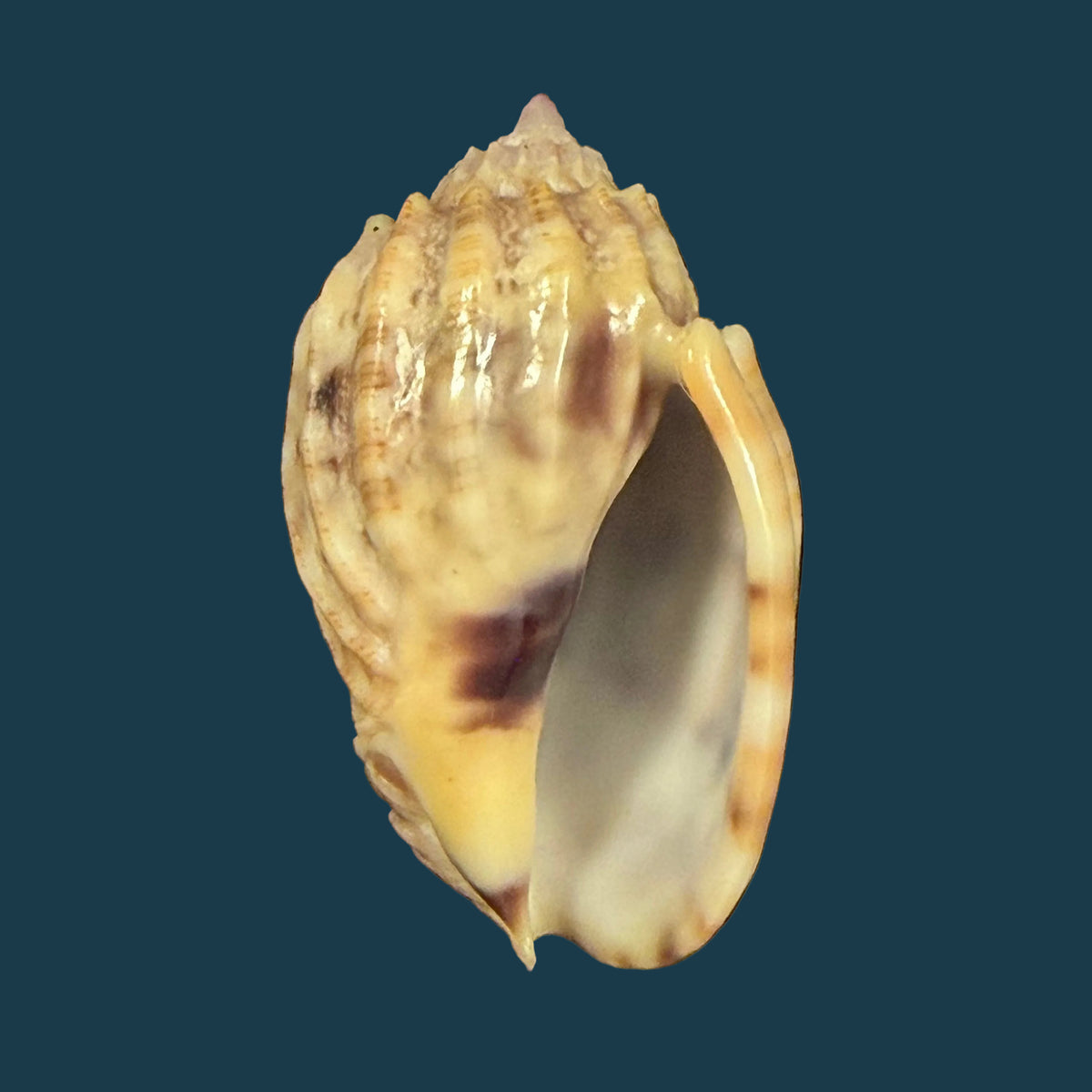 Harpa amouretta crassa Mörch, 1852 - 34,1mm