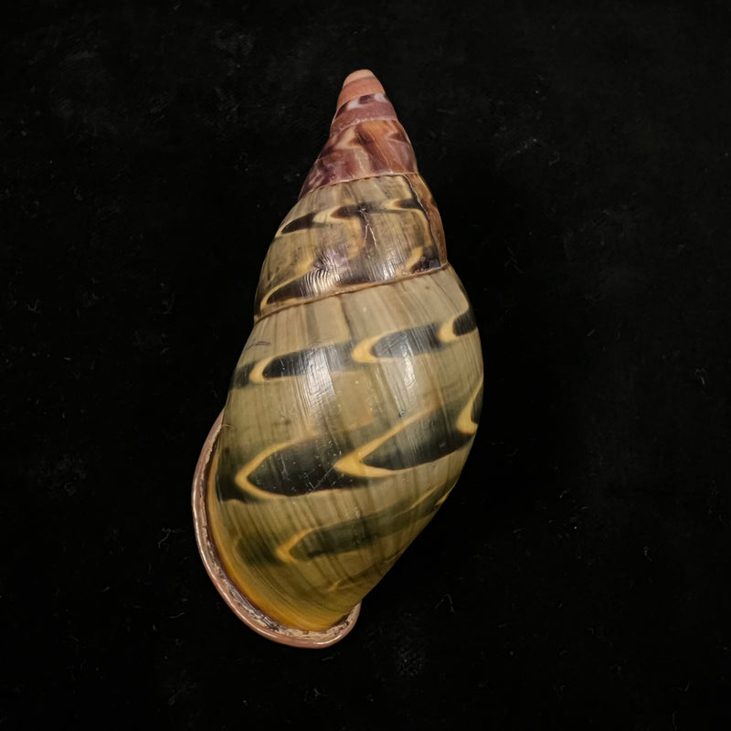 Sultana yatesi (L. Pfeiffer,1855) - 84,4mm