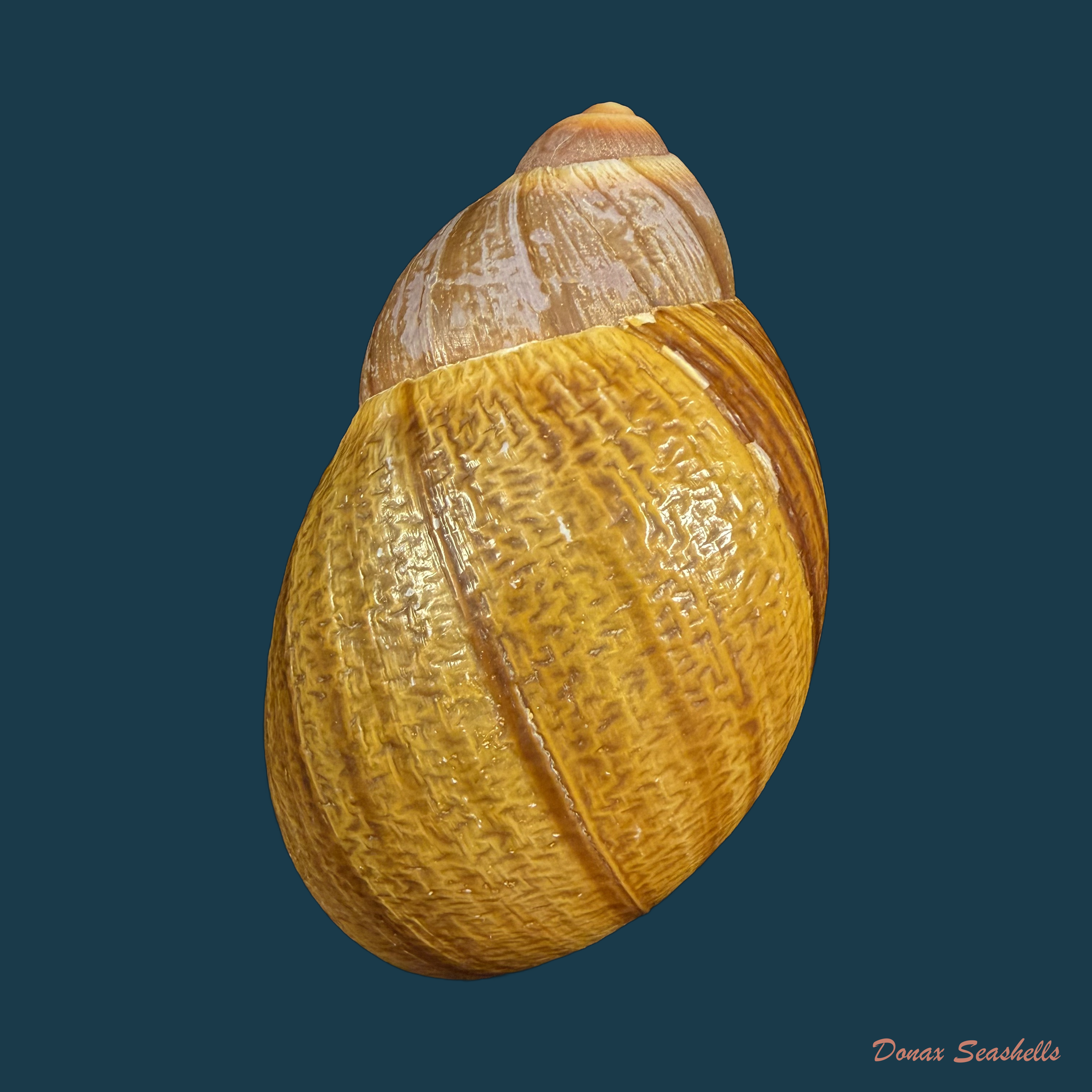 Megalobulimus gummatus (Hidalgo, 1870) - 99,9mm