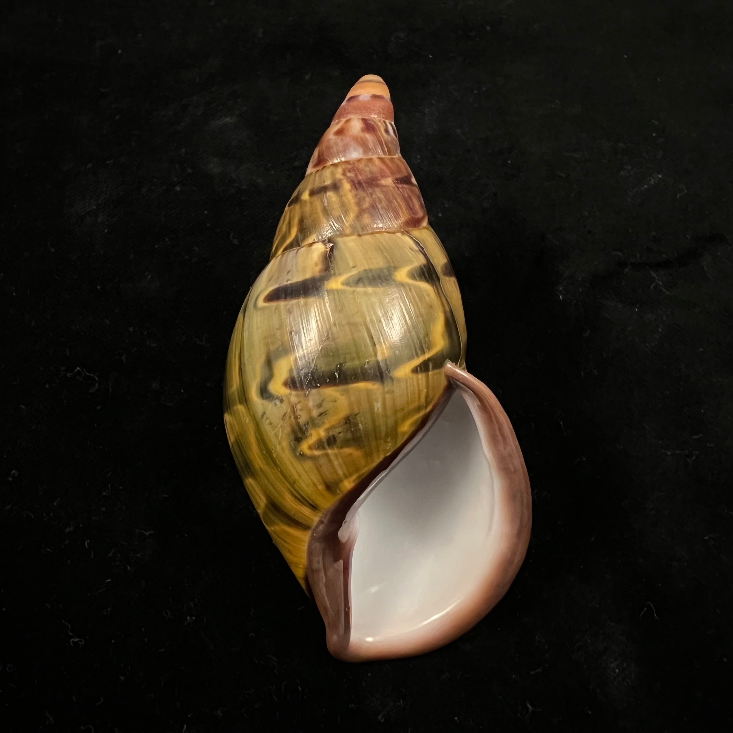 Sultana yatesi (L. Pfeiffer,1855) - 84,4mm