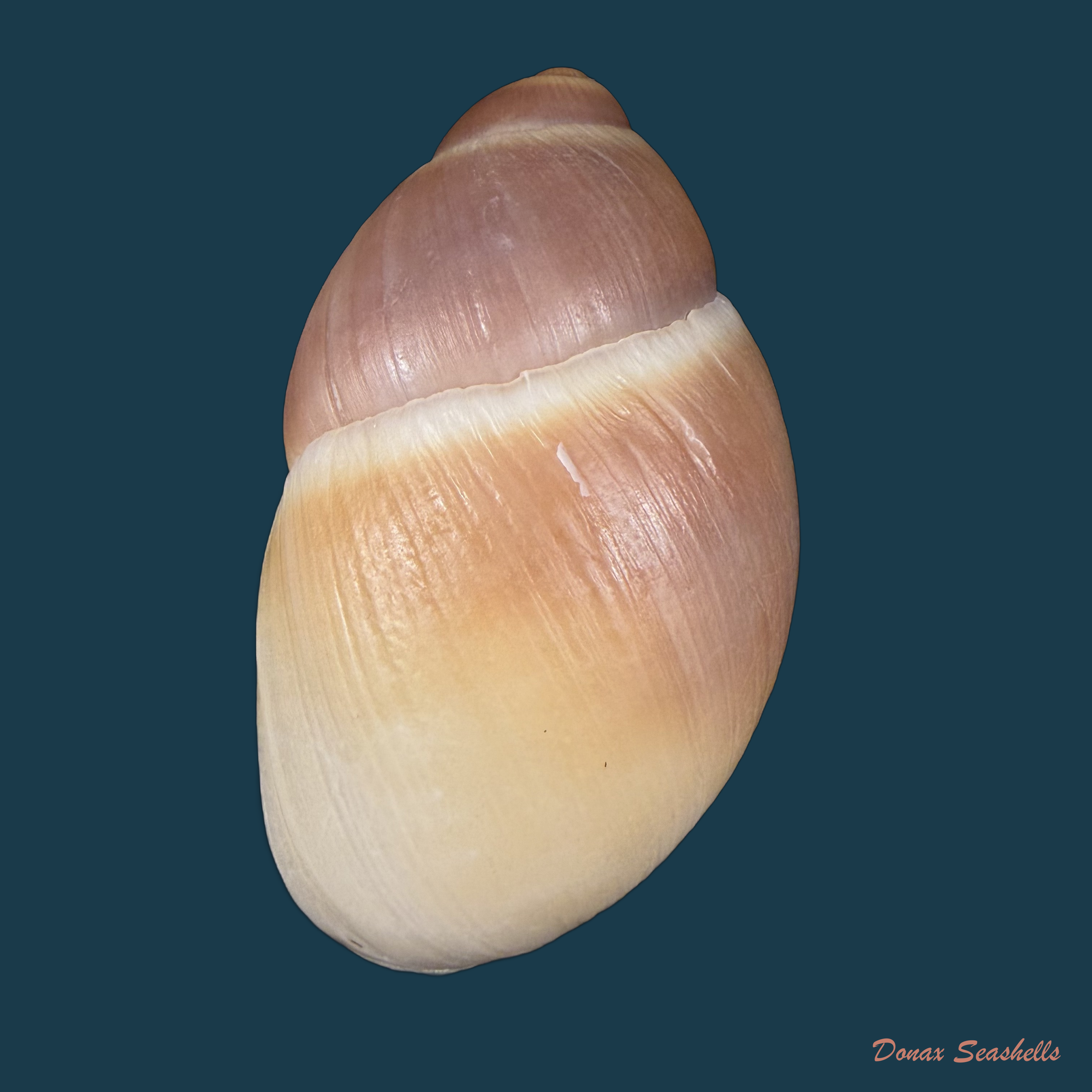 Megalobulimus auritus (G. B. Sowerby I, 1838) - 86,2mm