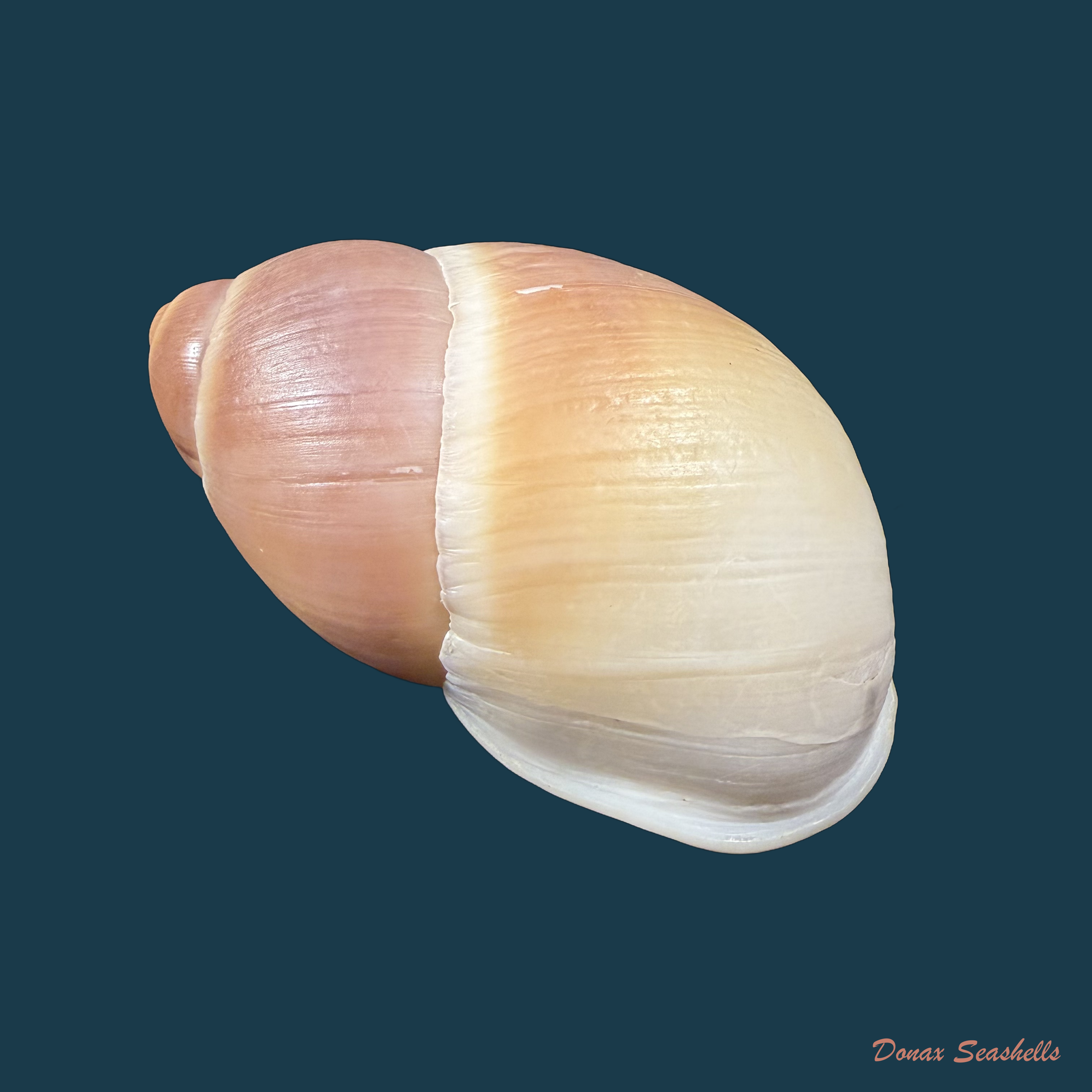 Megalobulimus auritus (G. B. Sowerby I, 1838) - 86,2mm