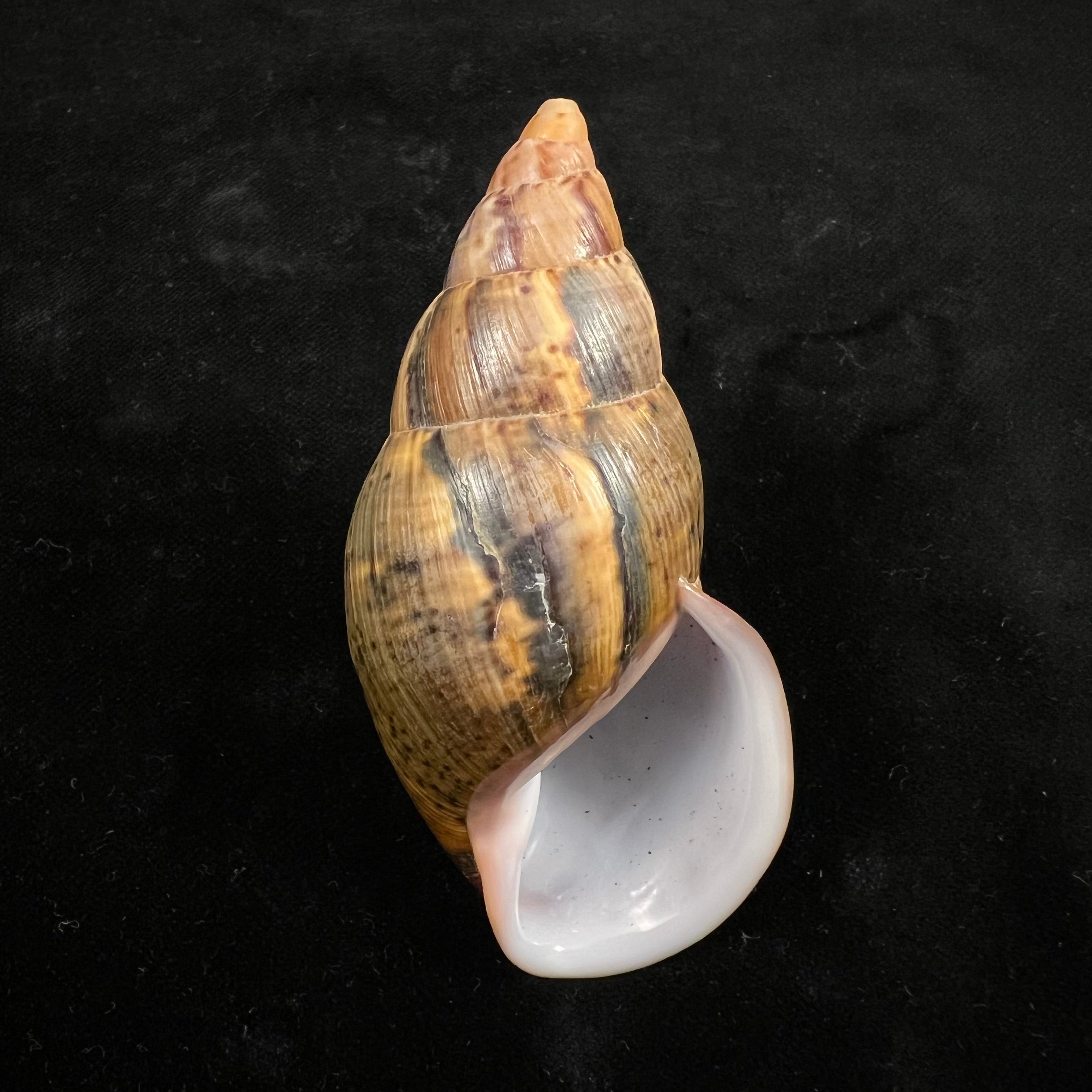 Sultana maranhonensis (Albers, 1854) - 81,7mm