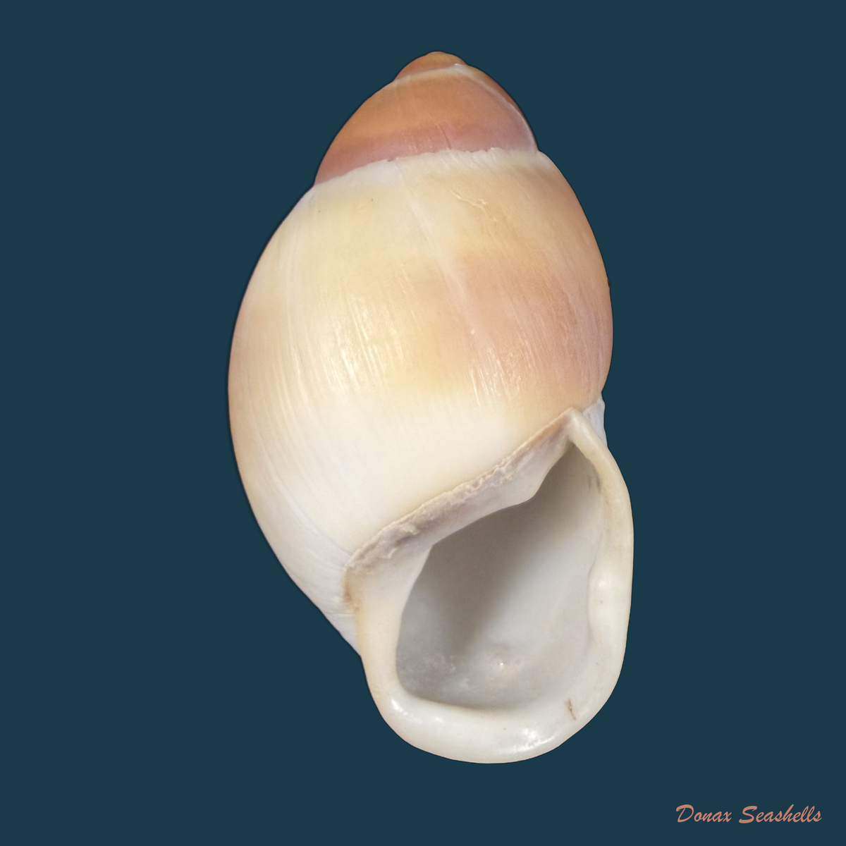 Megalobulimus auritus (G. B. Sowerby I, 1838) - 86,2mm