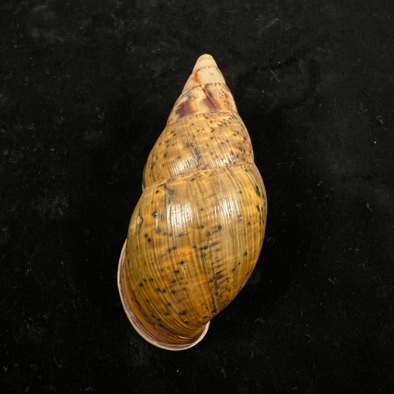Sultana maranhonensis (Albers, 1854) - 77,7mm