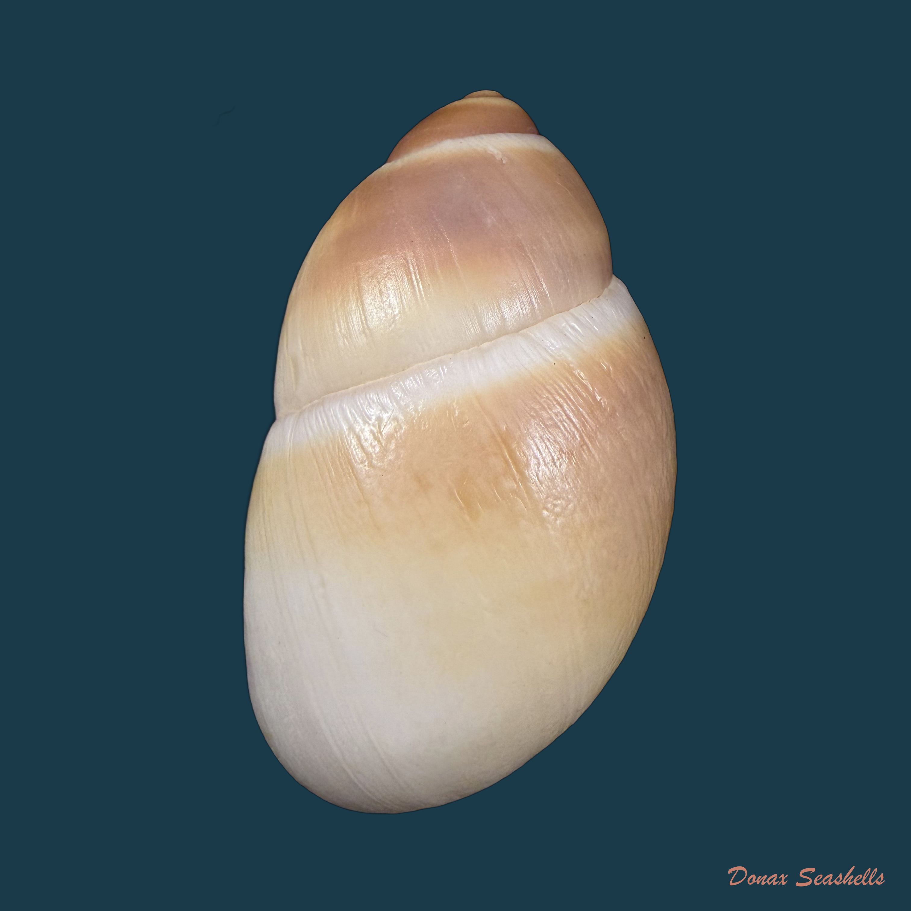 Megalobulimus auritus (G. B. Sowerby I, 1838) - 90,1mm