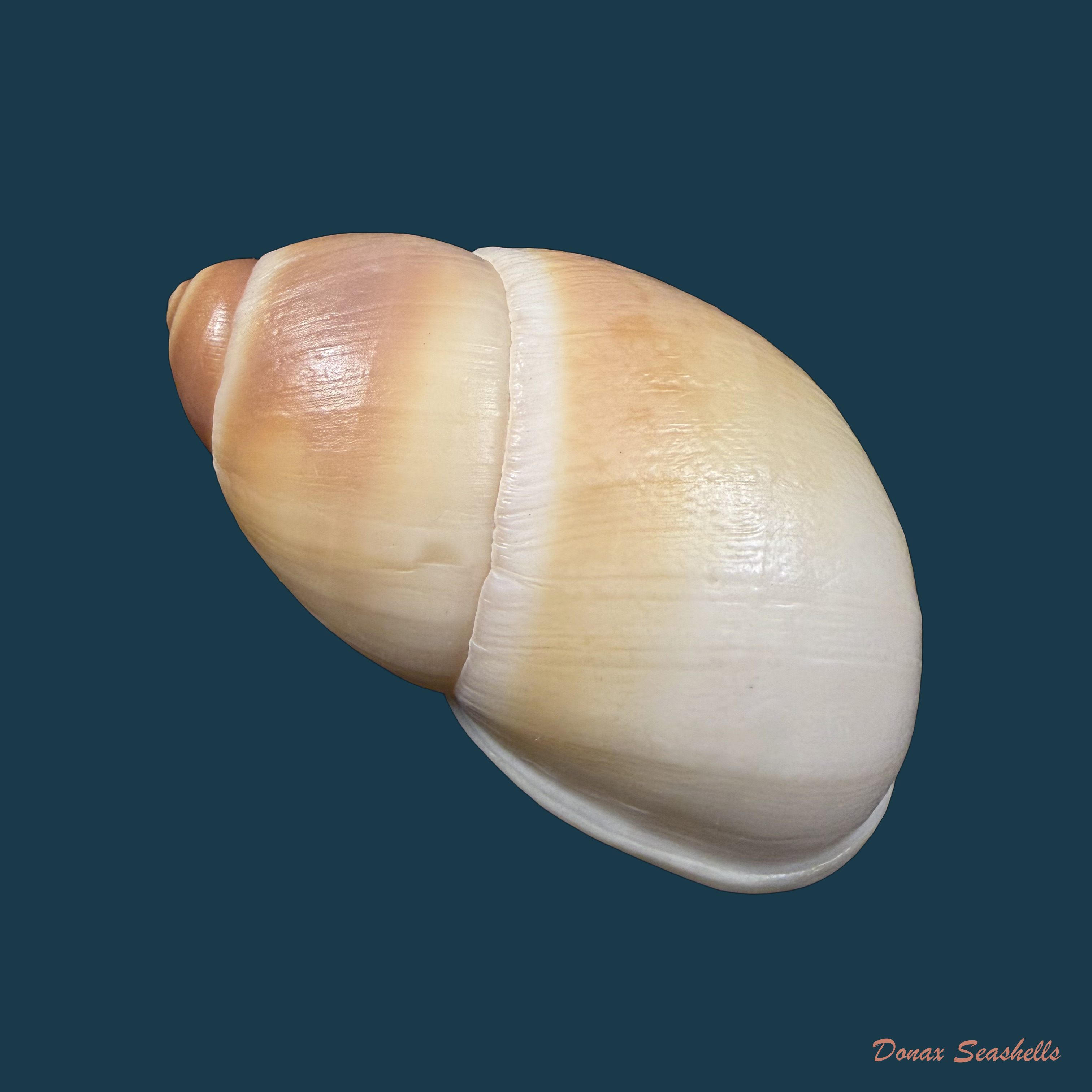 Megalobulimus auritus (G. B. Sowerby I, 1838) - 90,1mm