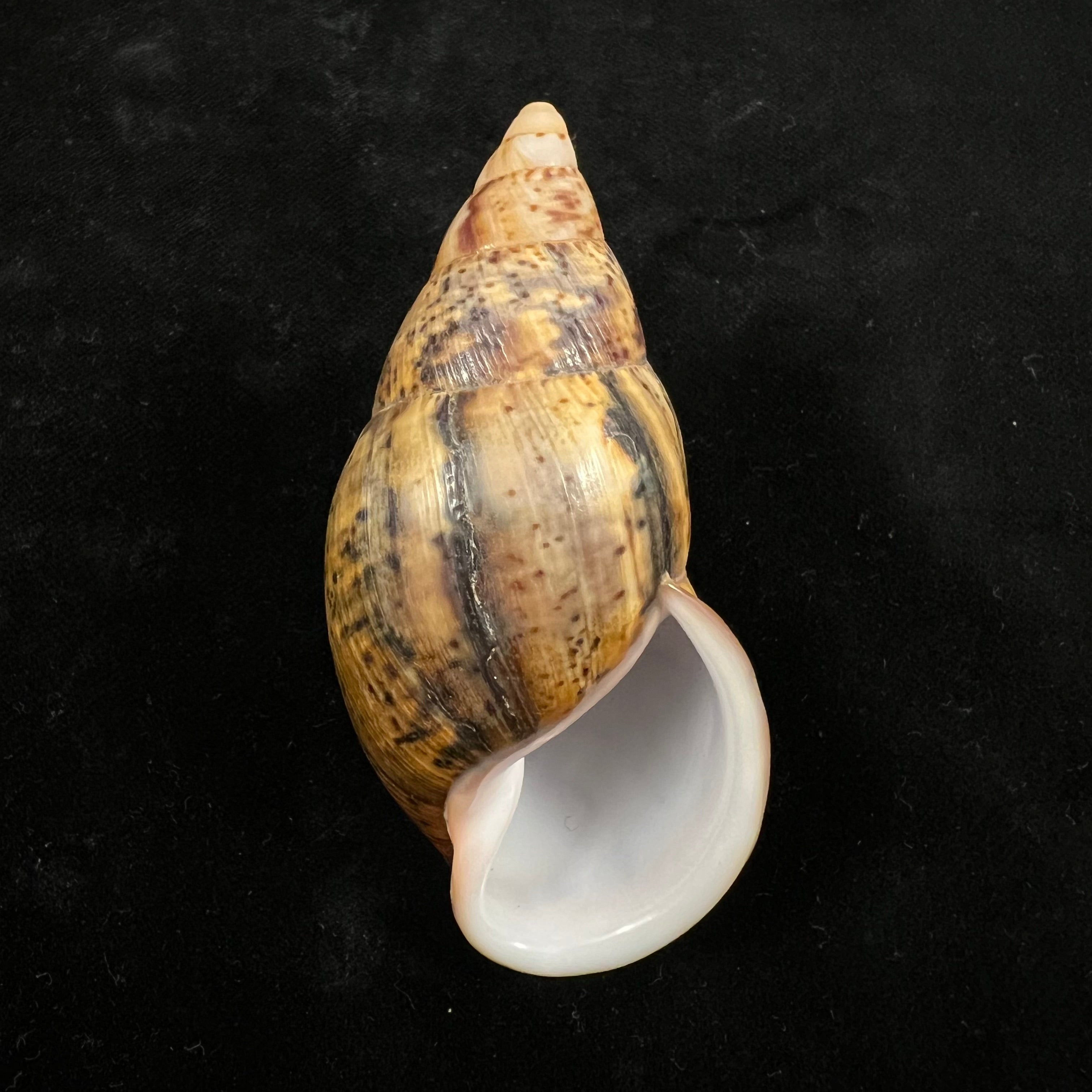 Sultana maranhonensis (Albers, 1854) - 77,7mm