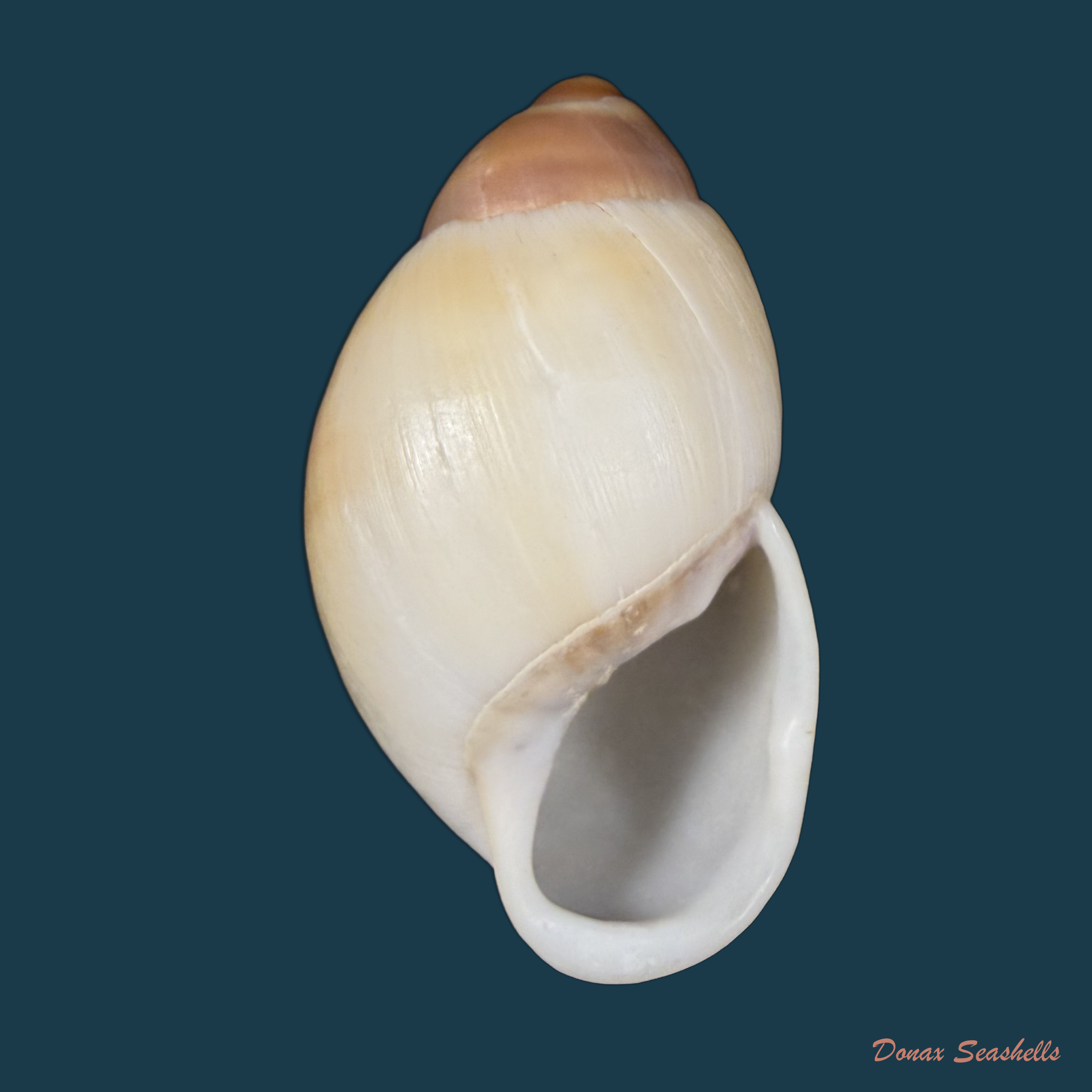 Megalobulimus auritus (G. B. Sowerby I, 1838) - 90,1mm
