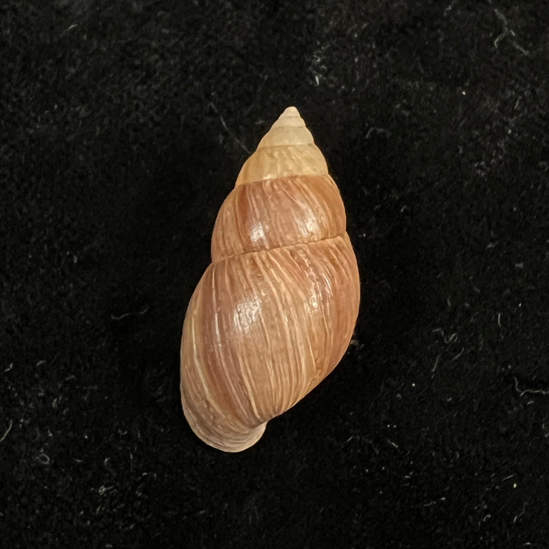 Naesiotus quitensis (L. Pfeiffer, 1848) - 28,1mm