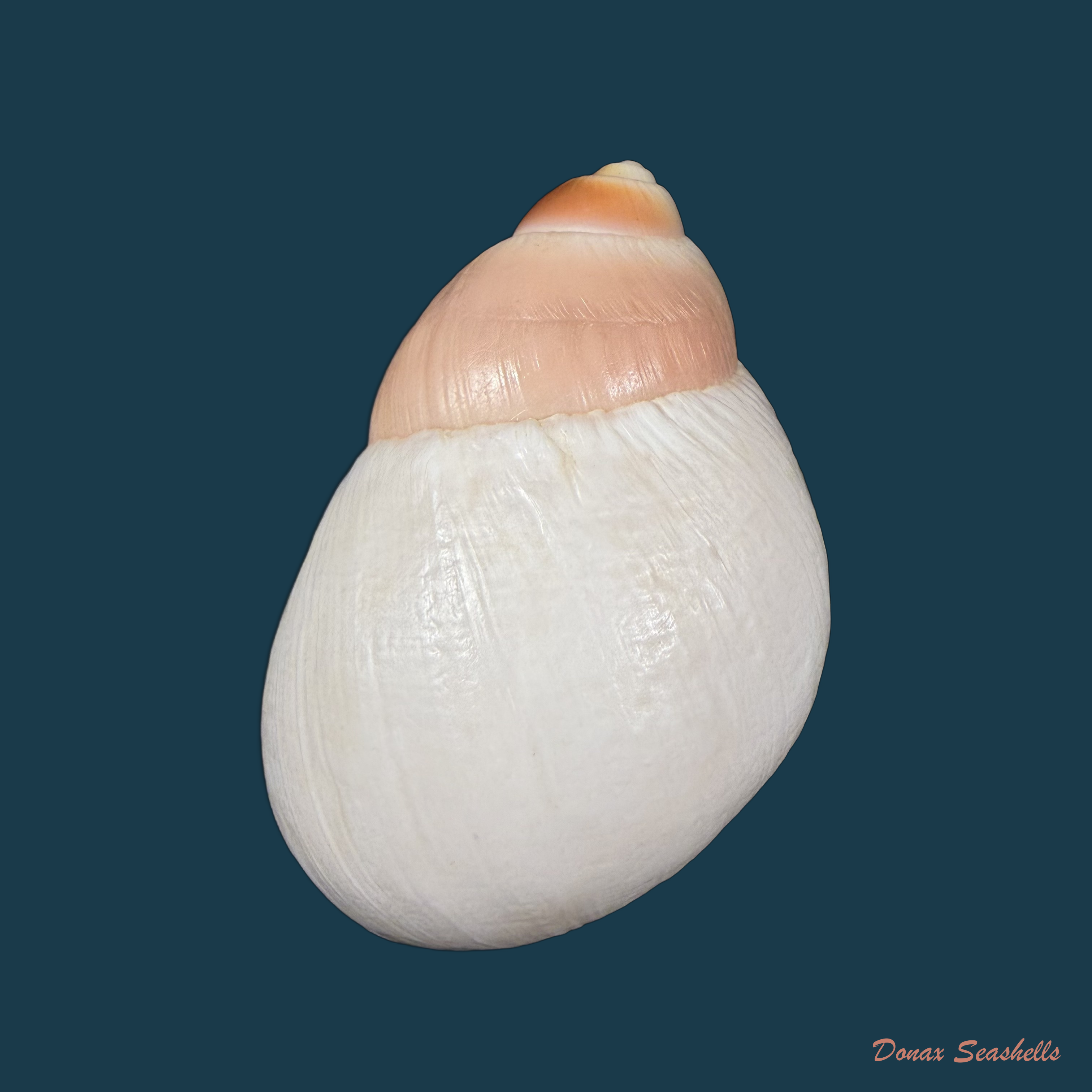Megalobulimus cardosoi (Morretes, 1952) - 71,5mm