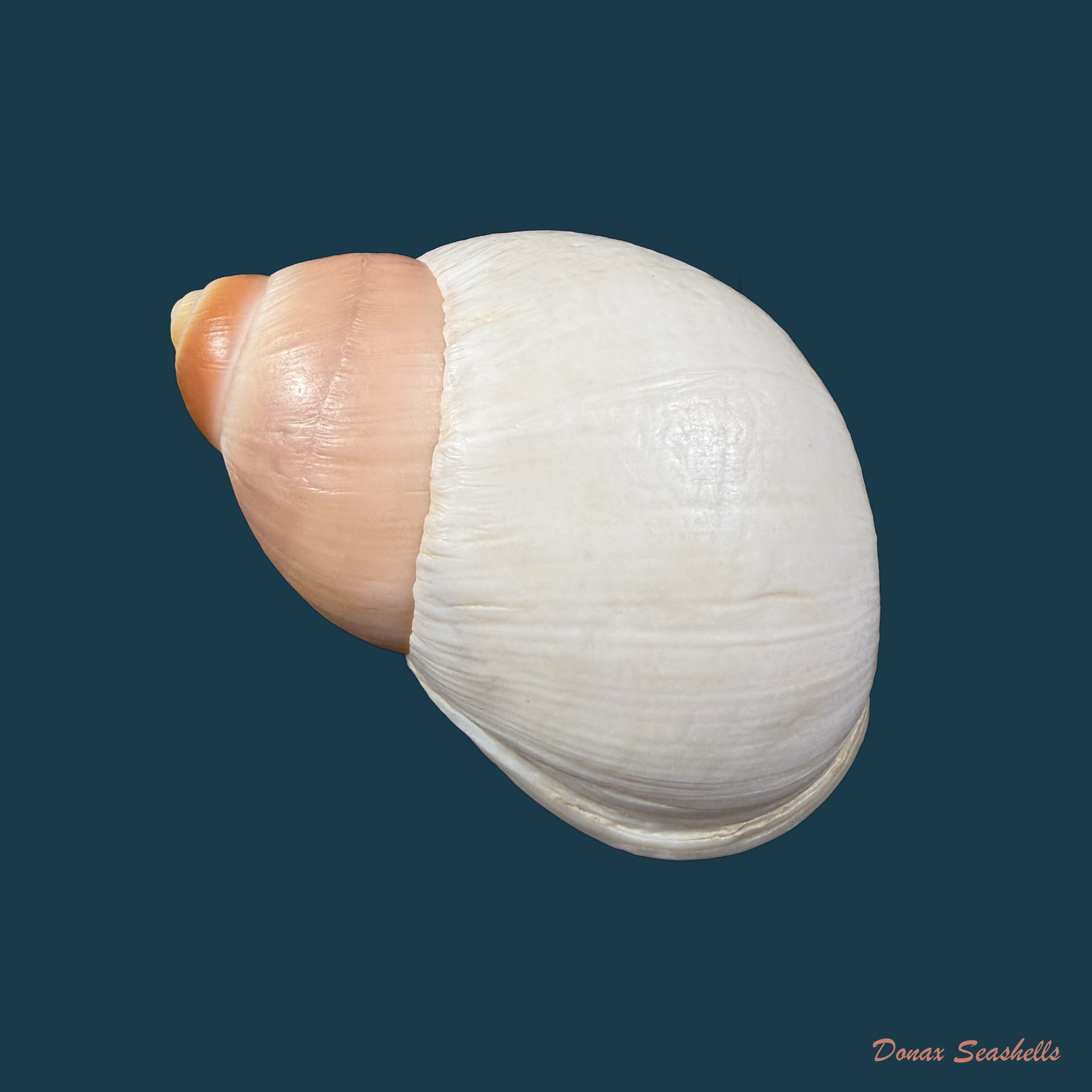 Megalobulimus cardosoi (Morretes, 1952) - 71,5mm